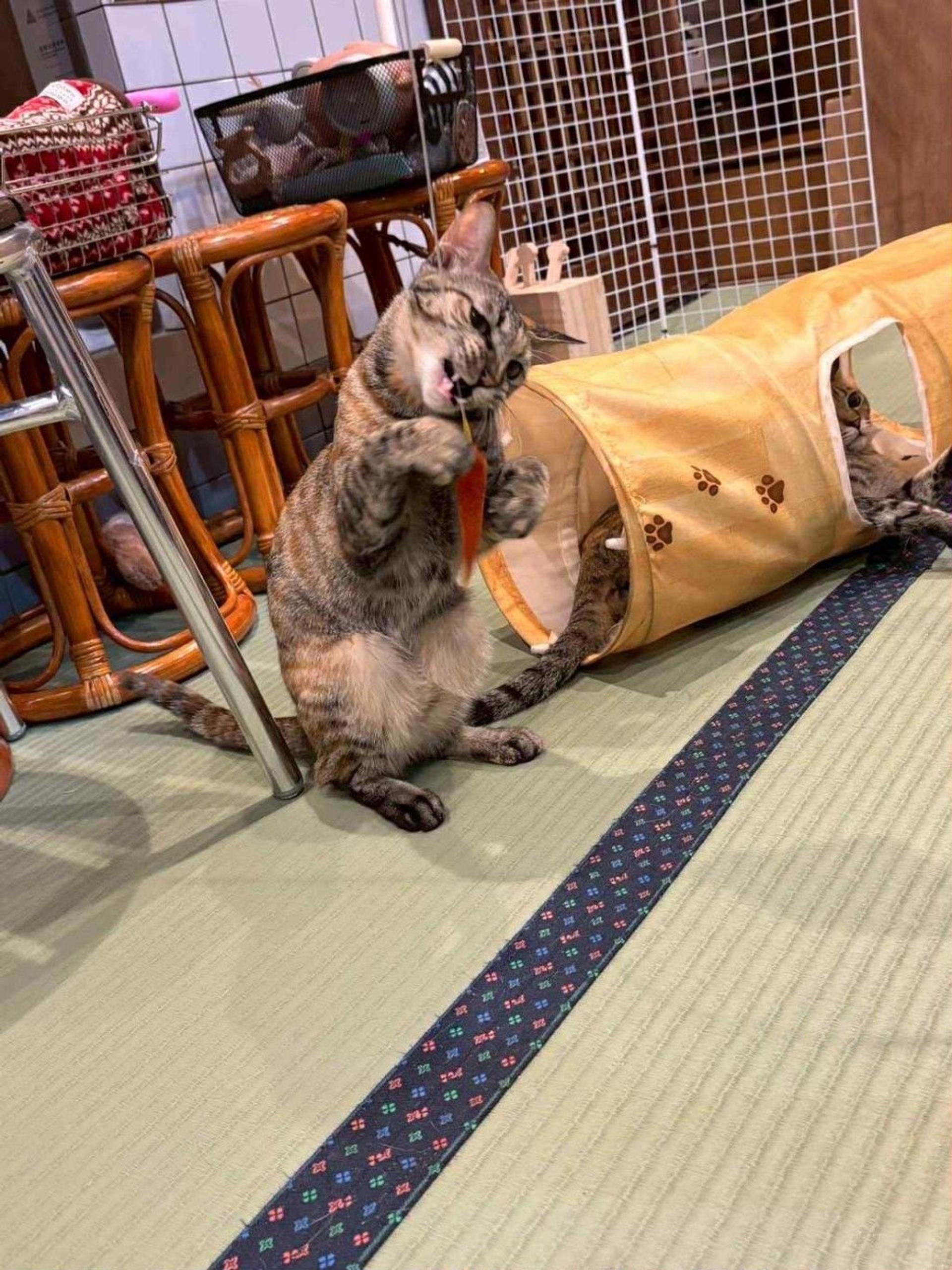 pet-image-2