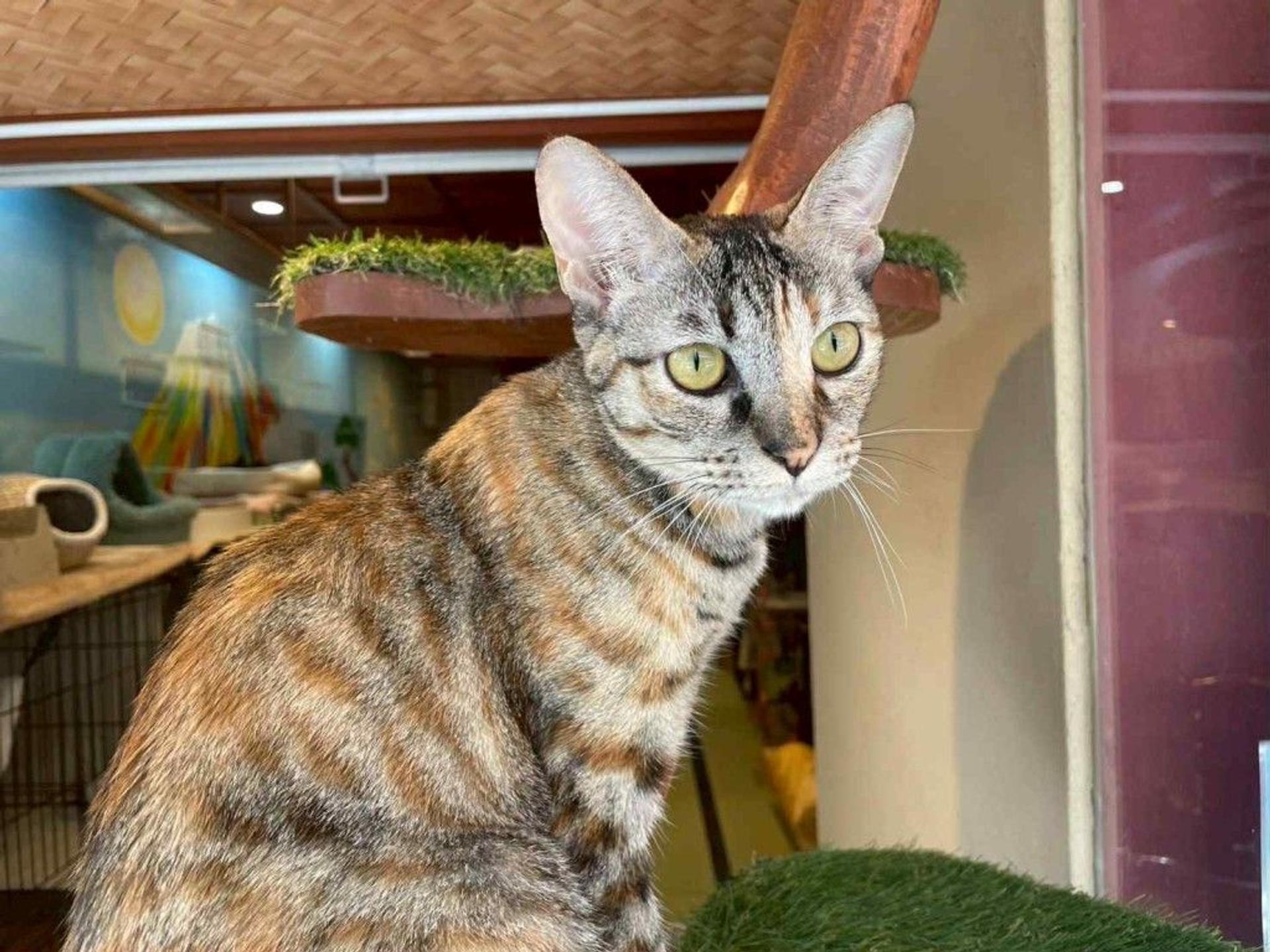 pet-image-5