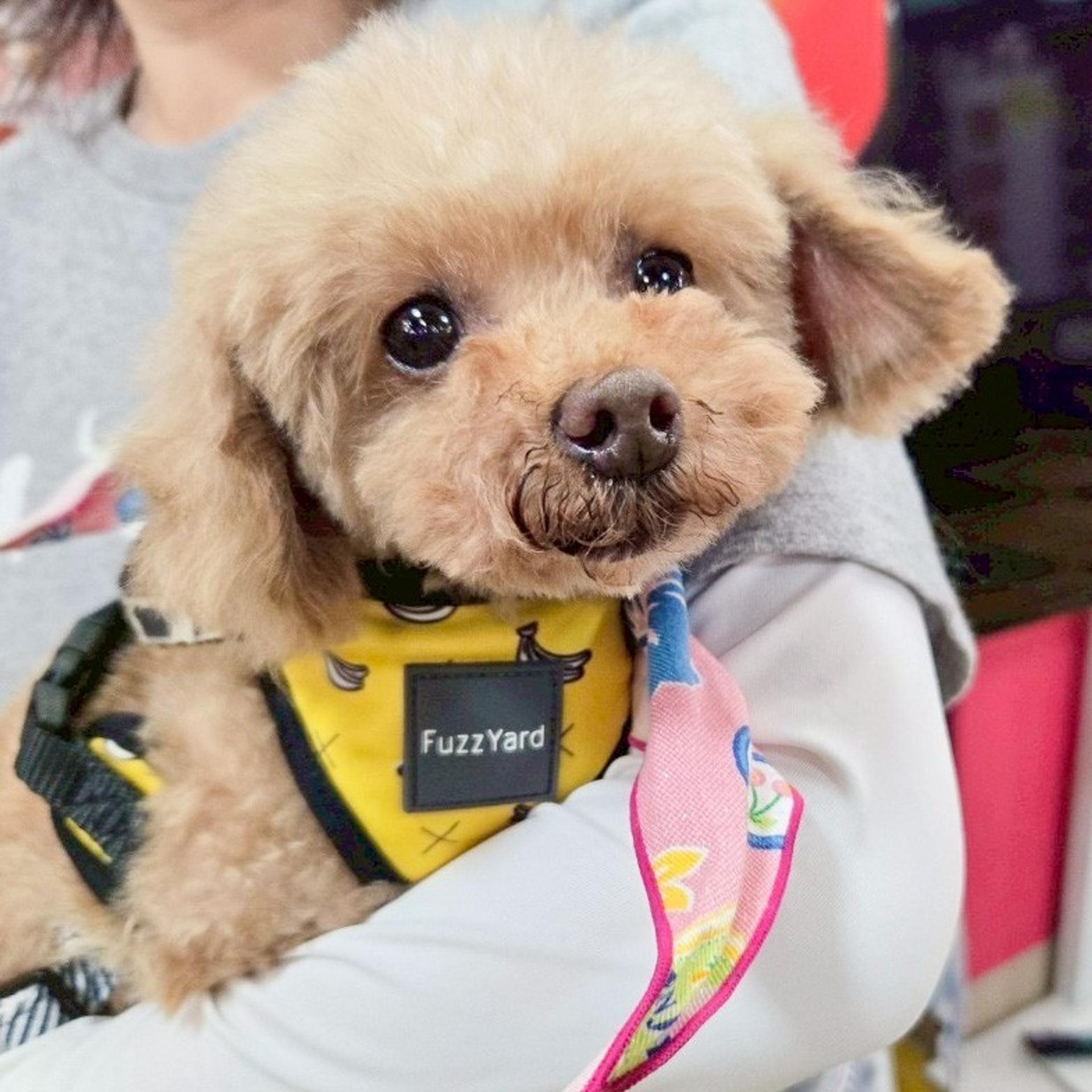 pet-image-6