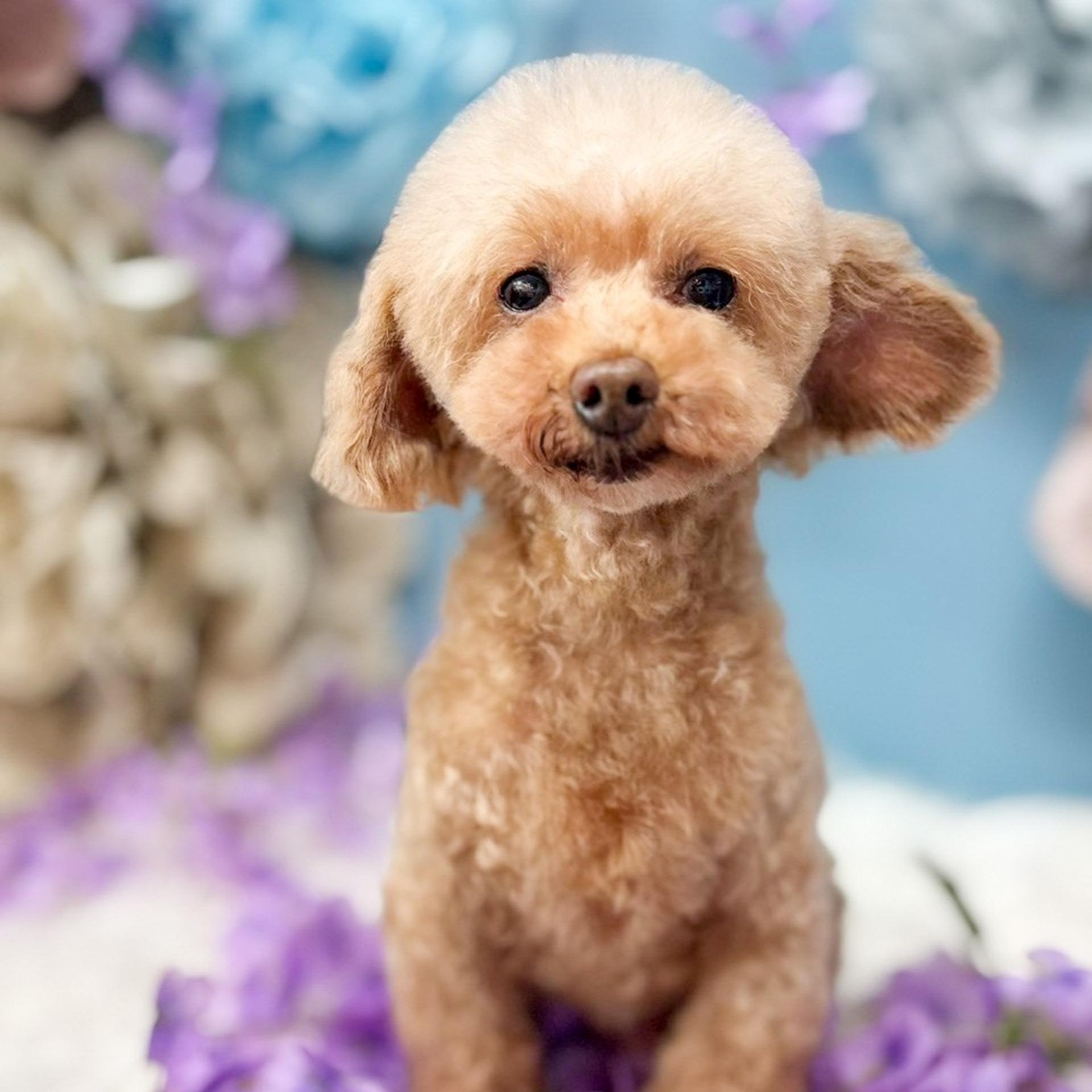 pet-image-2