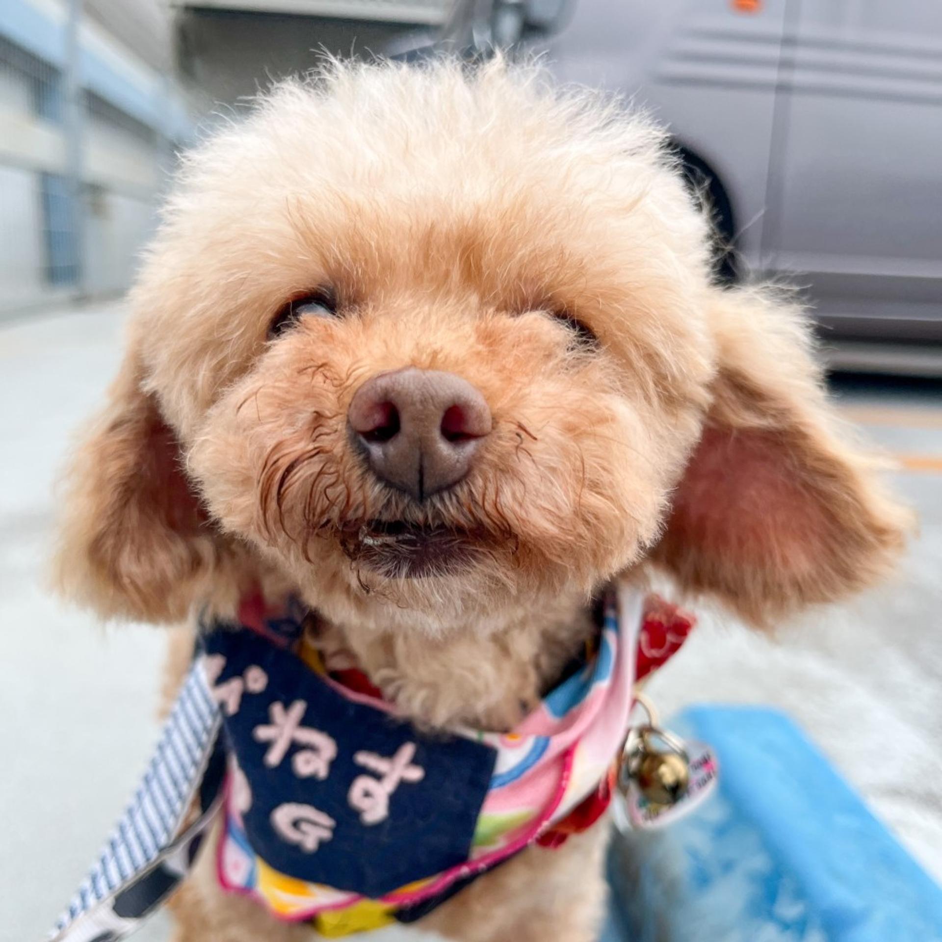 pet-image-4
