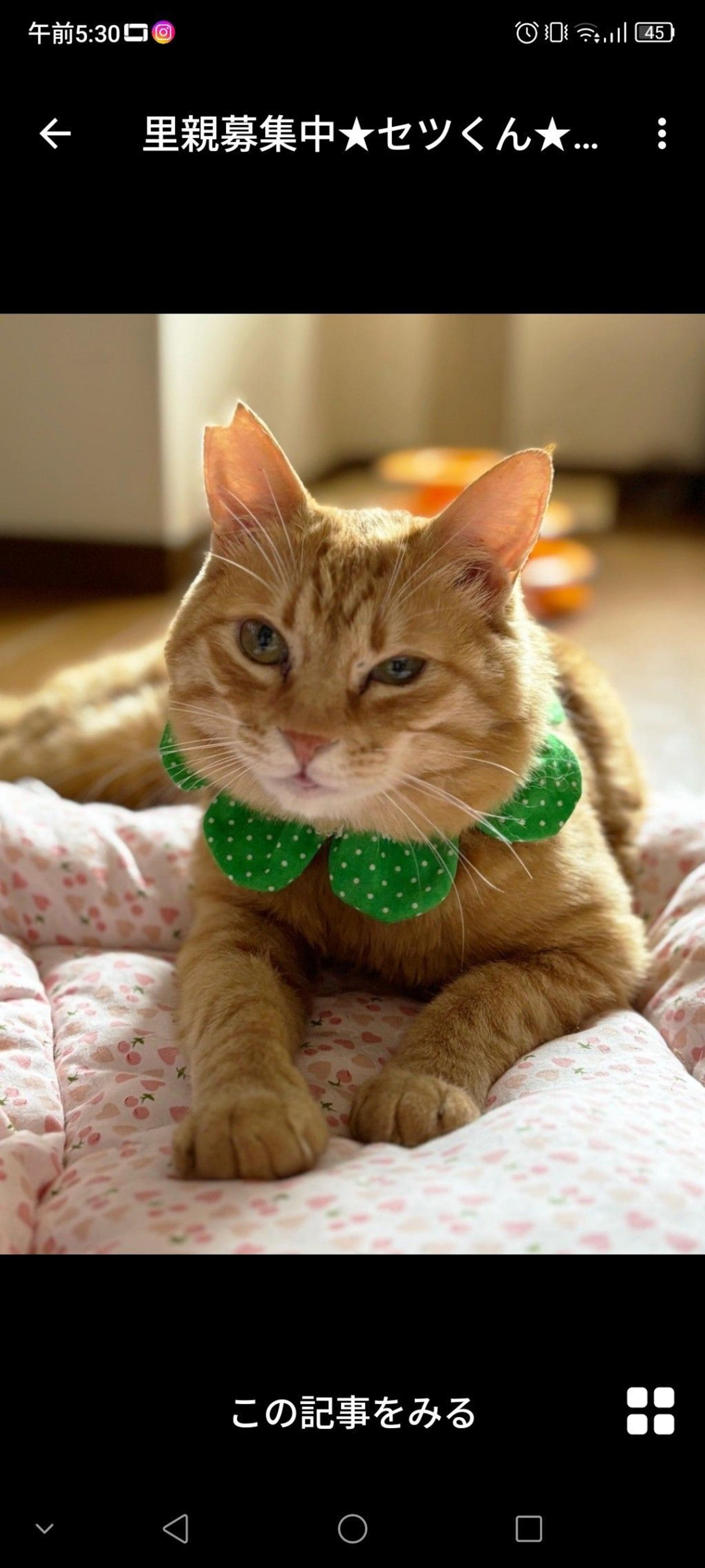 pet-image-2