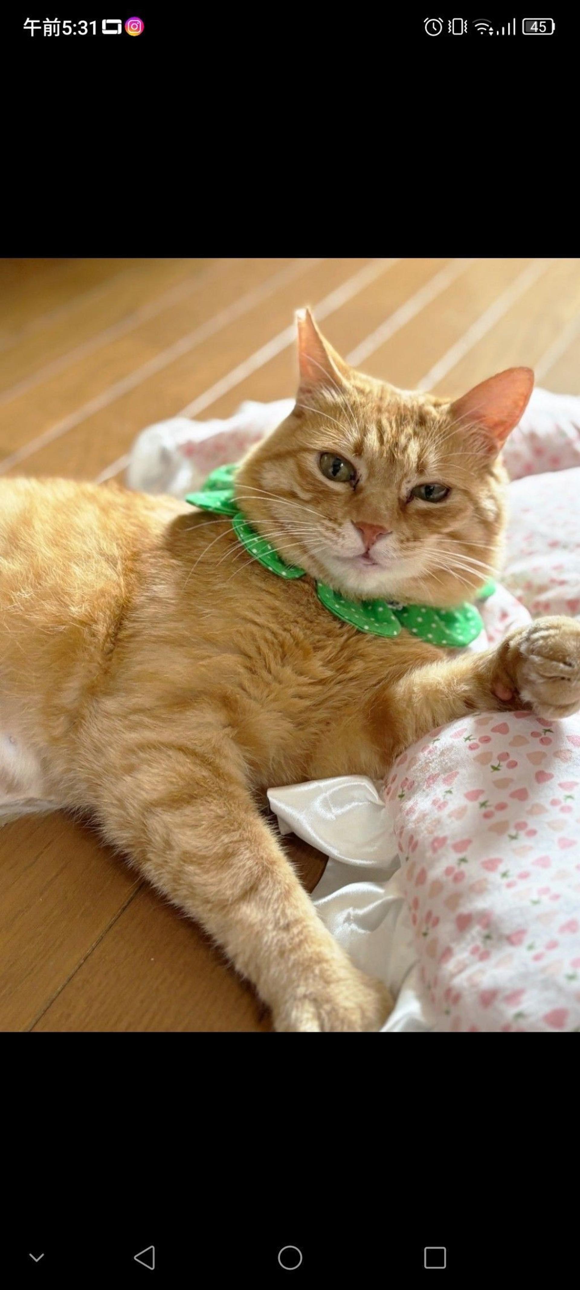 pet-image-3
