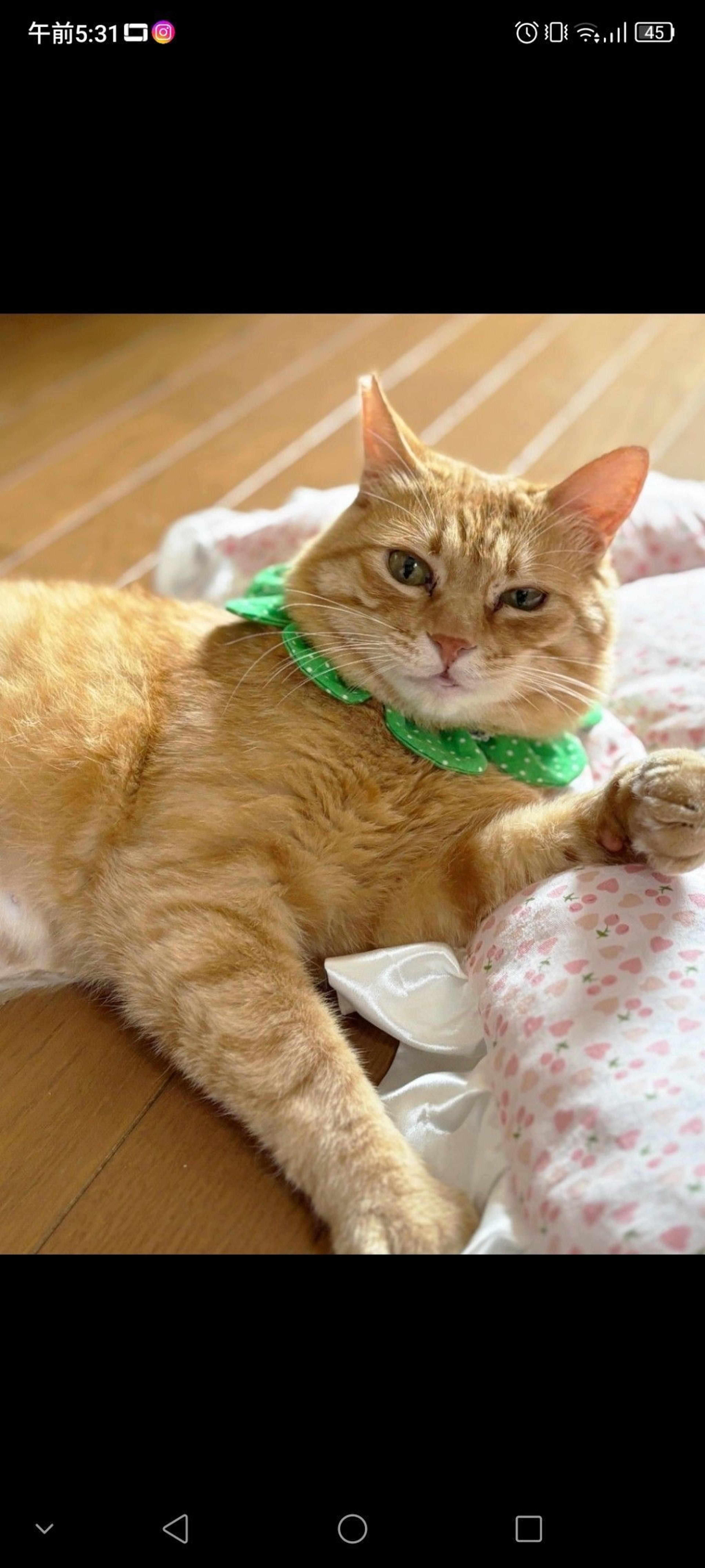 pet-image-3