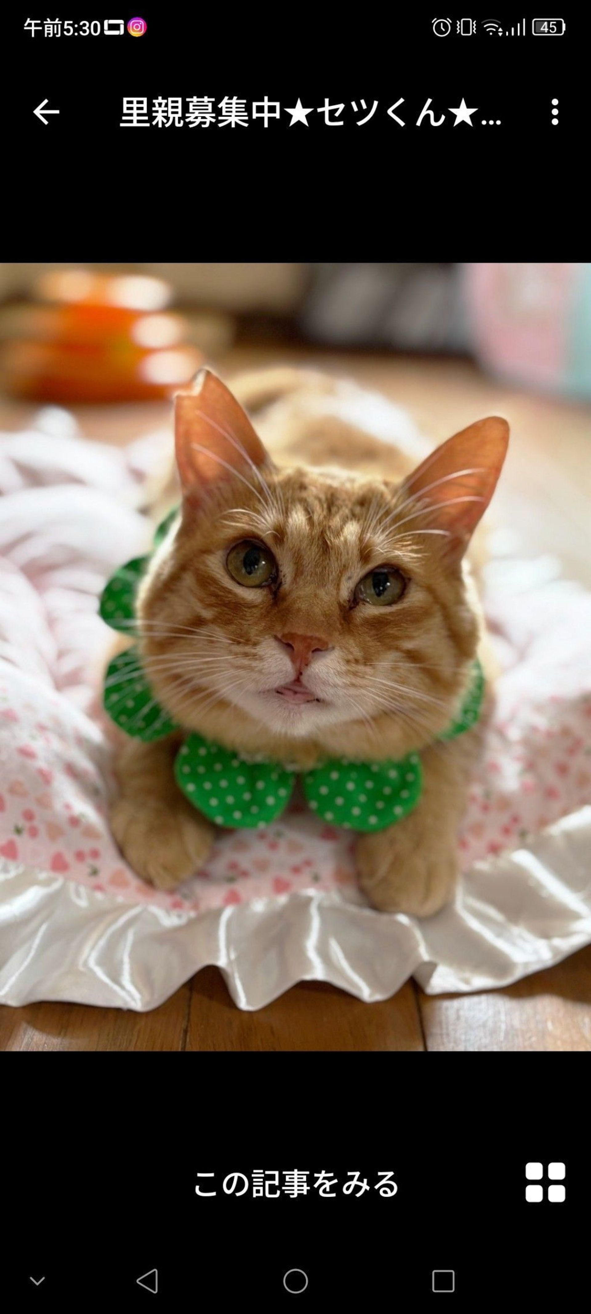 雑種（ミックス猫）・オスの里親募集の写真