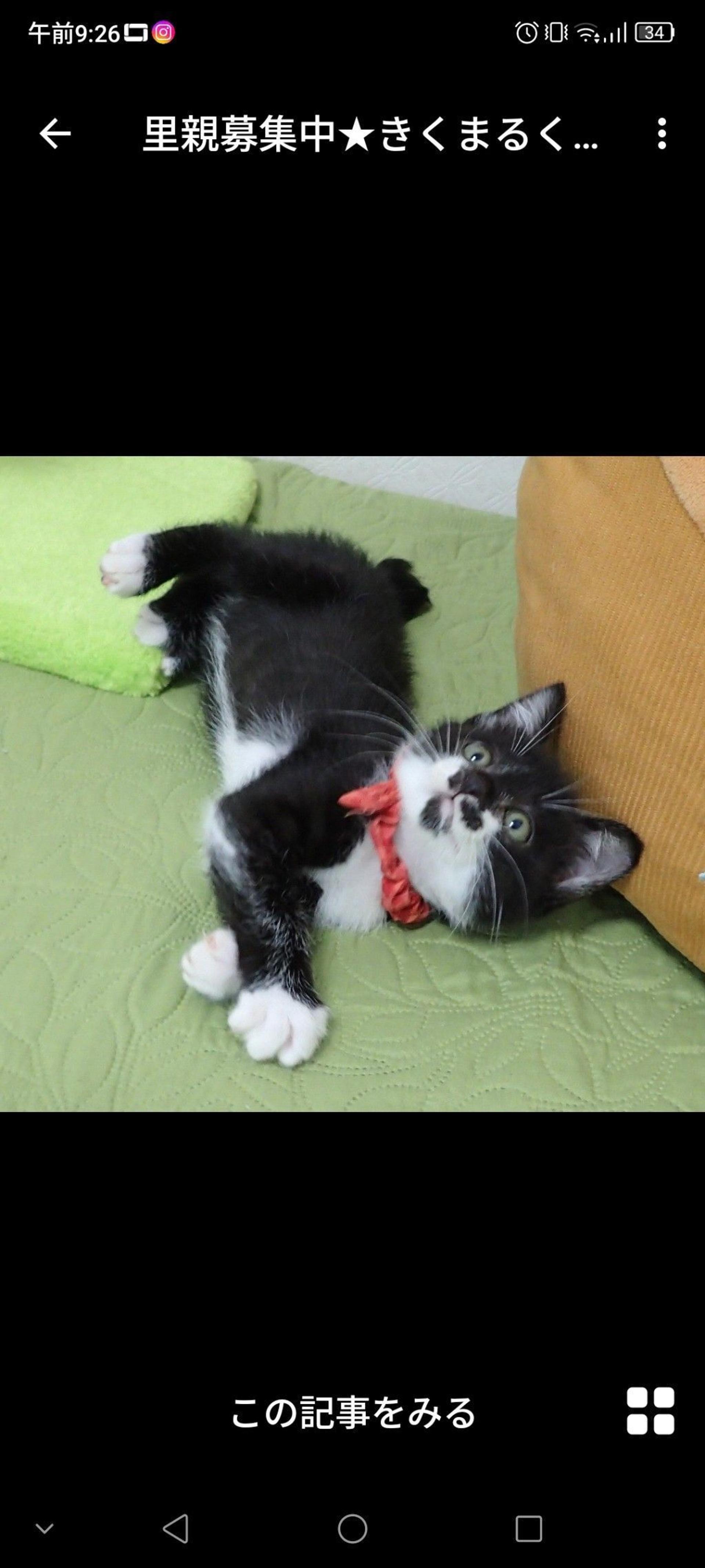 pet-image-3