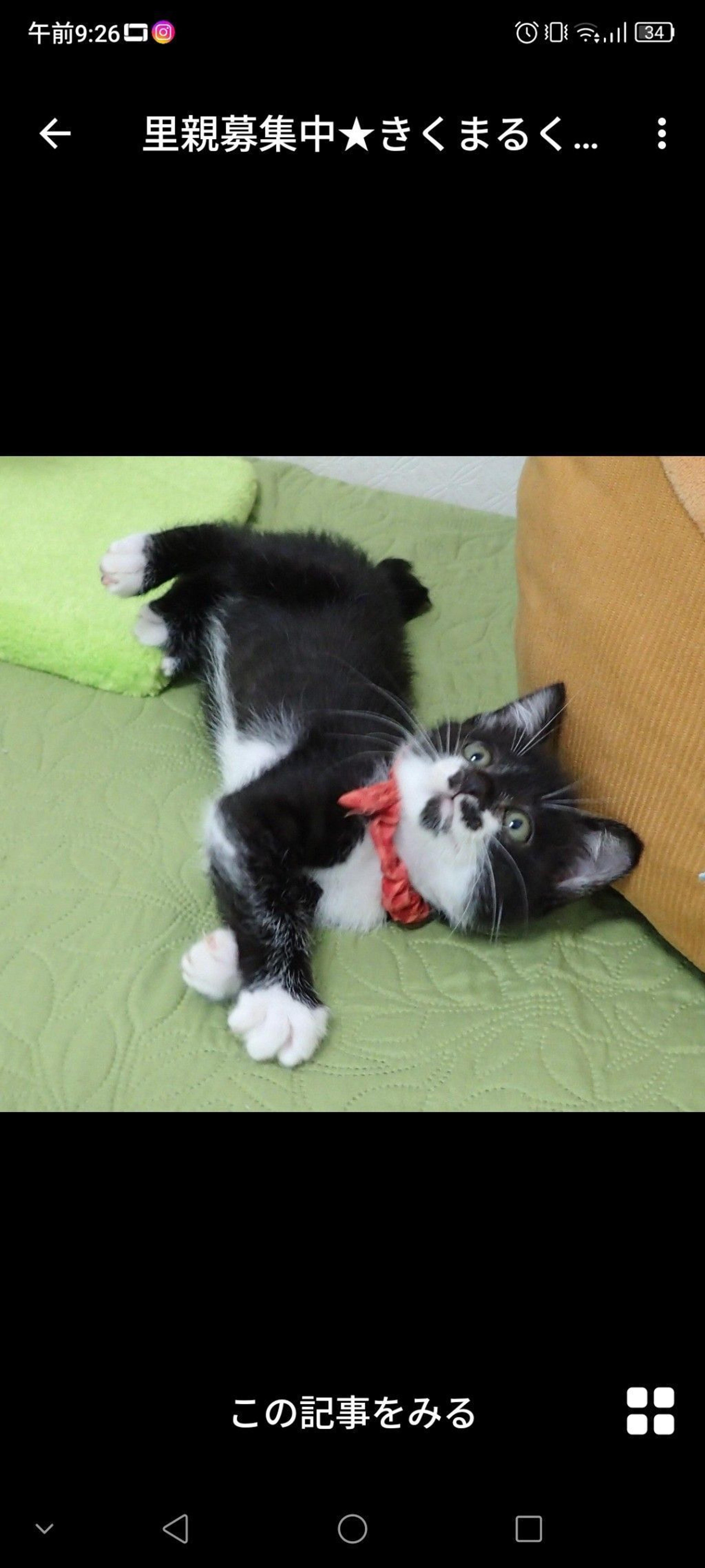 pet-image-3
