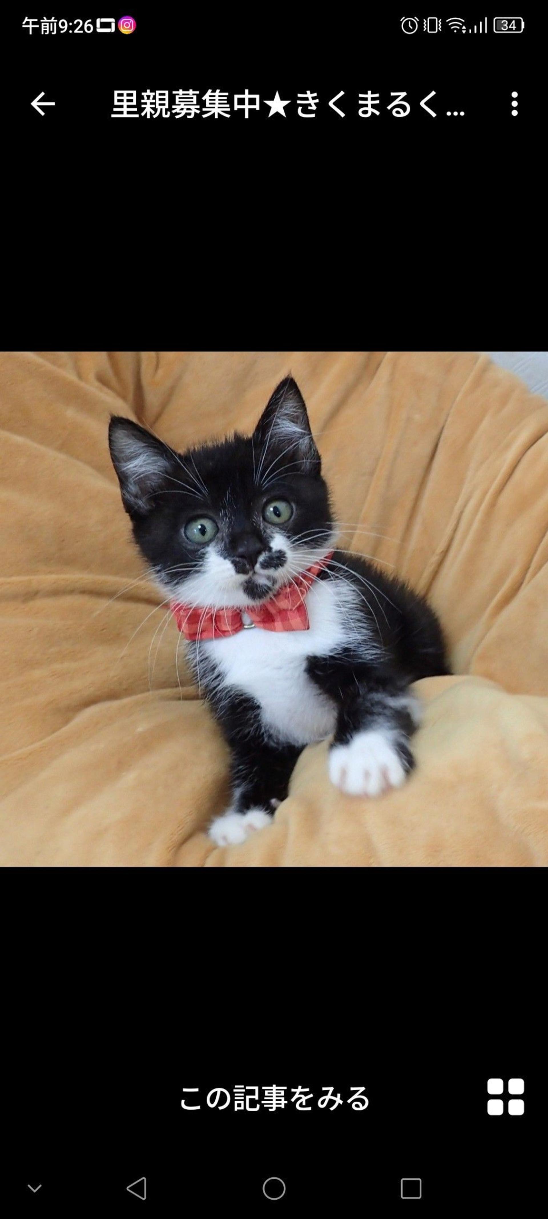 pet-image-2