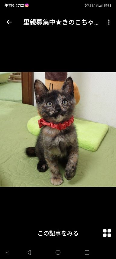 きのこちゃん
