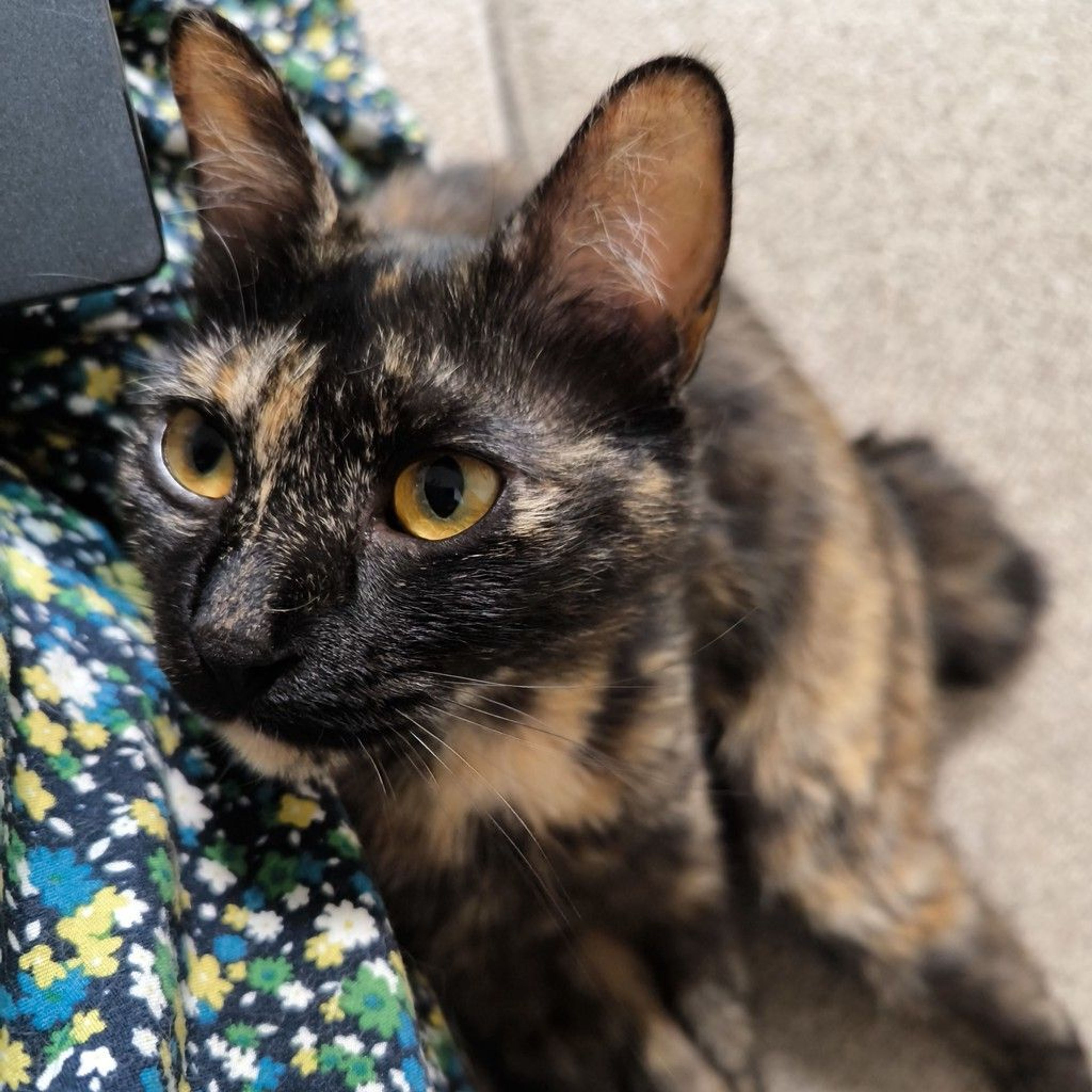 雑種（ミックス猫）・メスの里親募集の写真