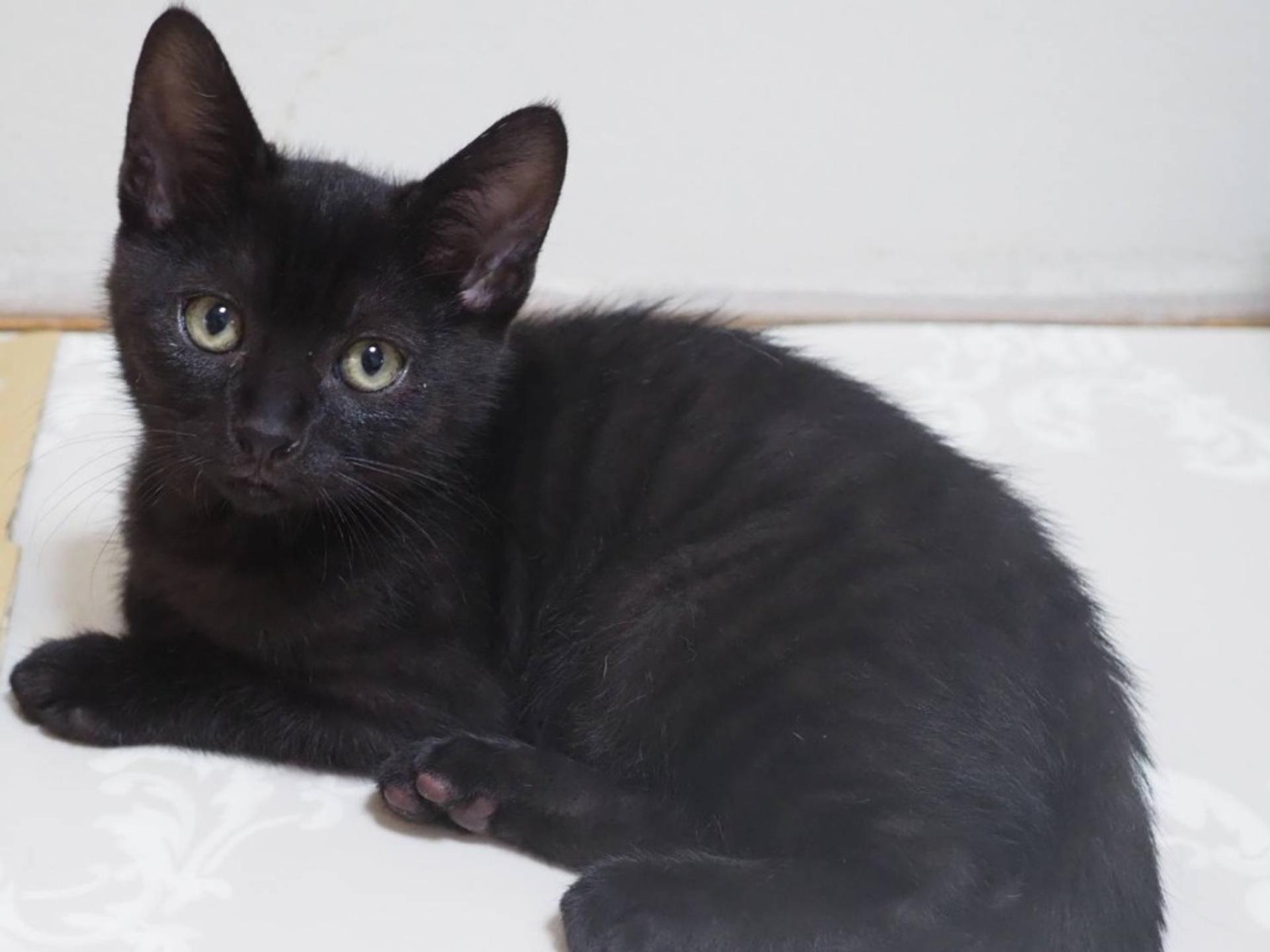 pet-image-3
