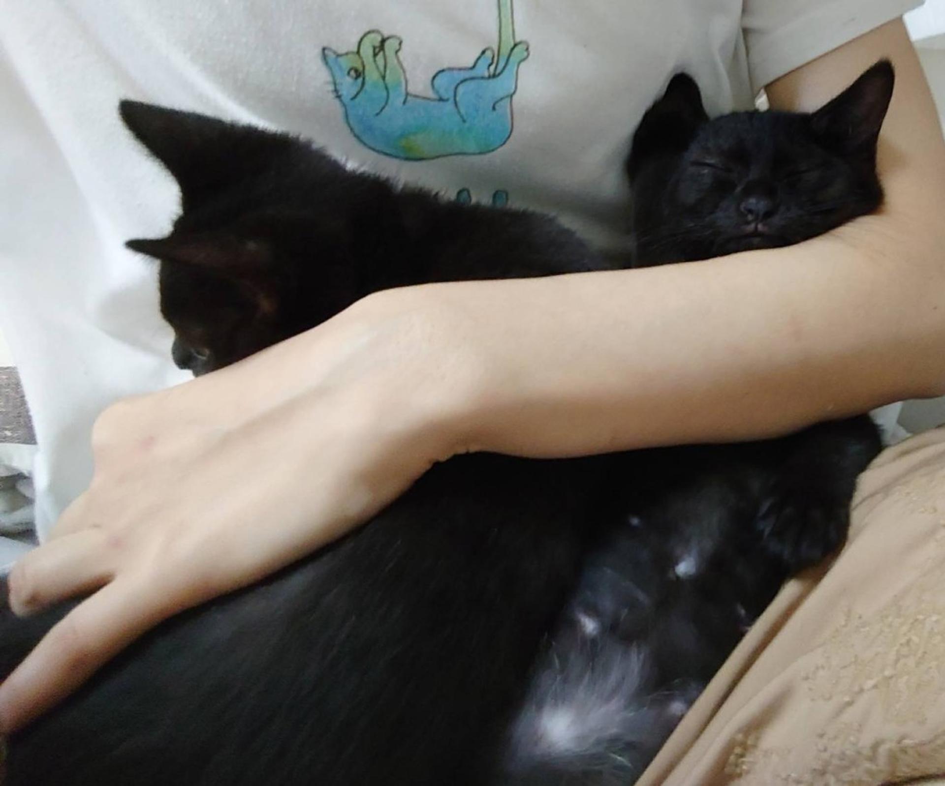 pet-image-8
