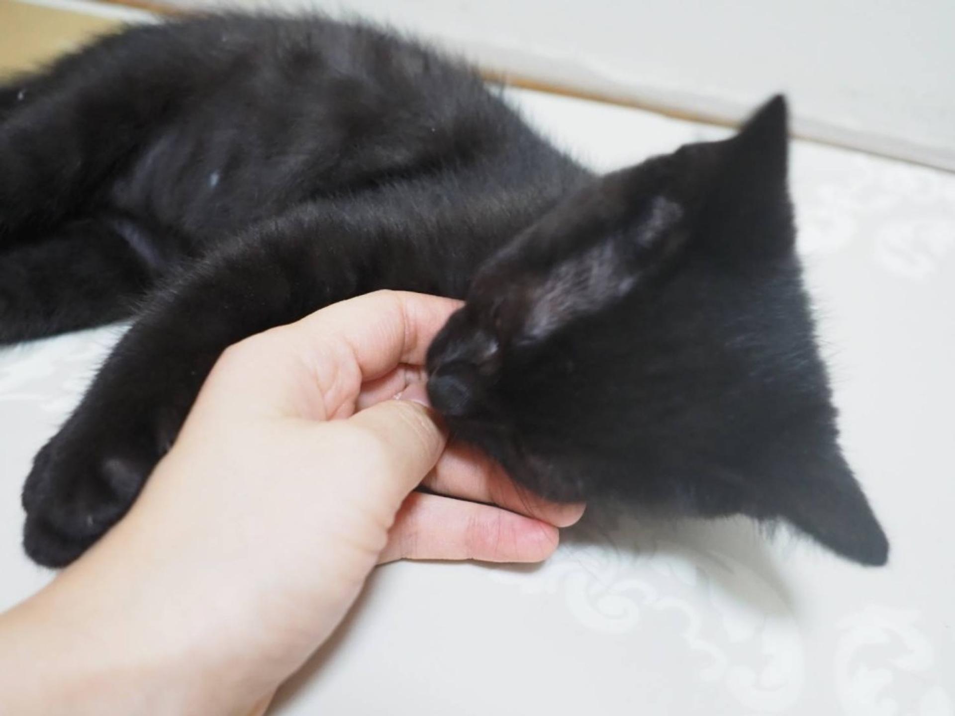 pet-image-5