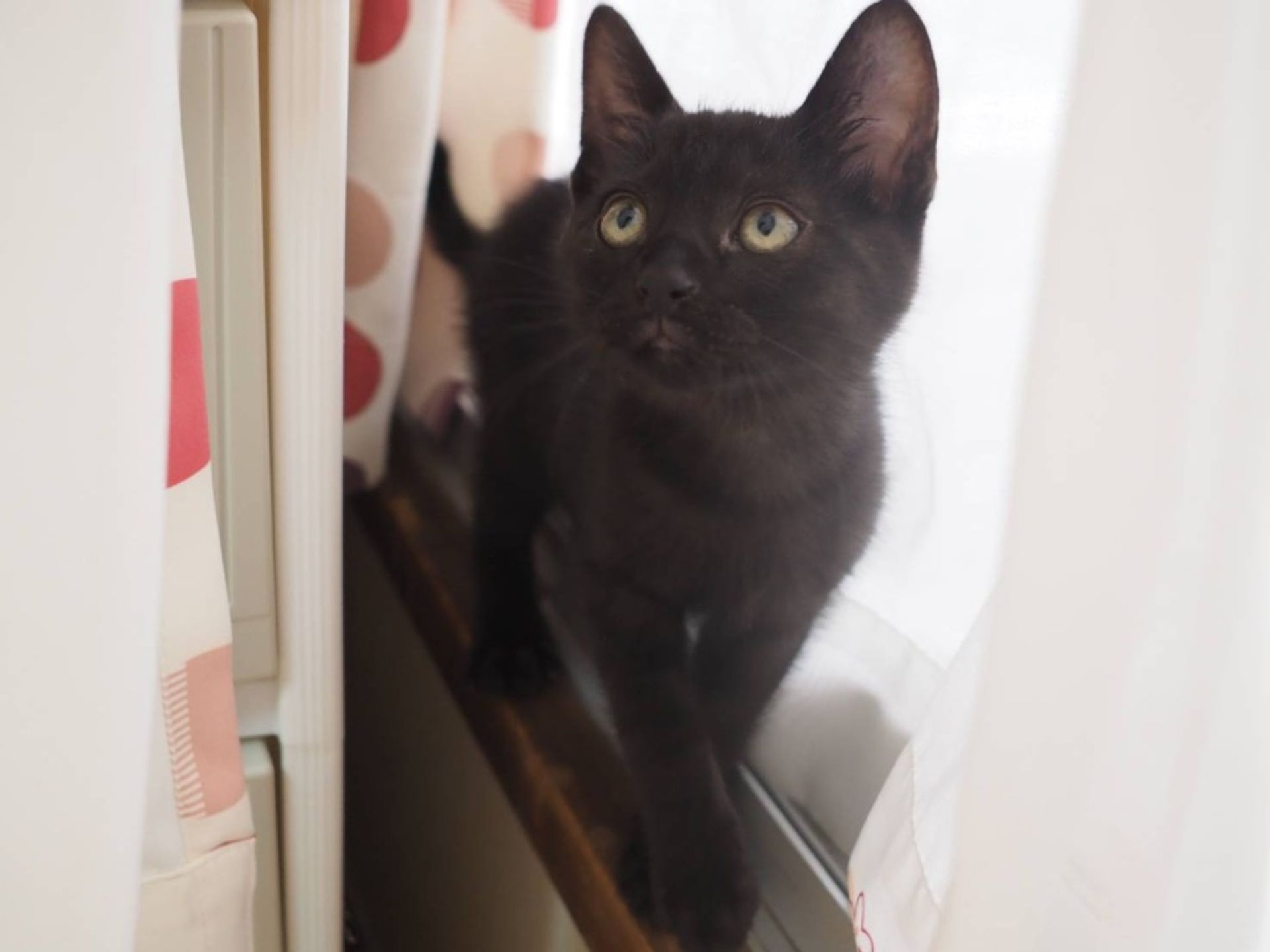 雑種（ミックス猫）・メスの里親募集の写真