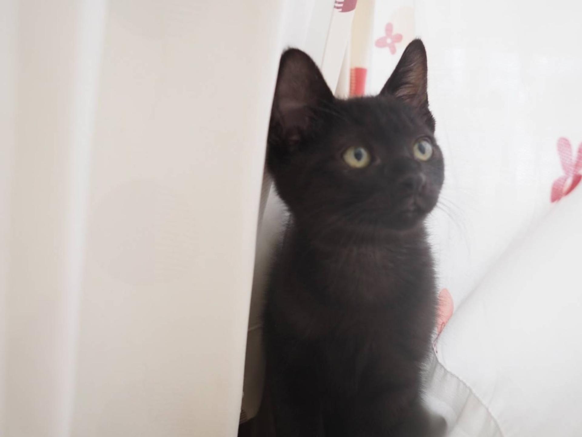pet-image-3