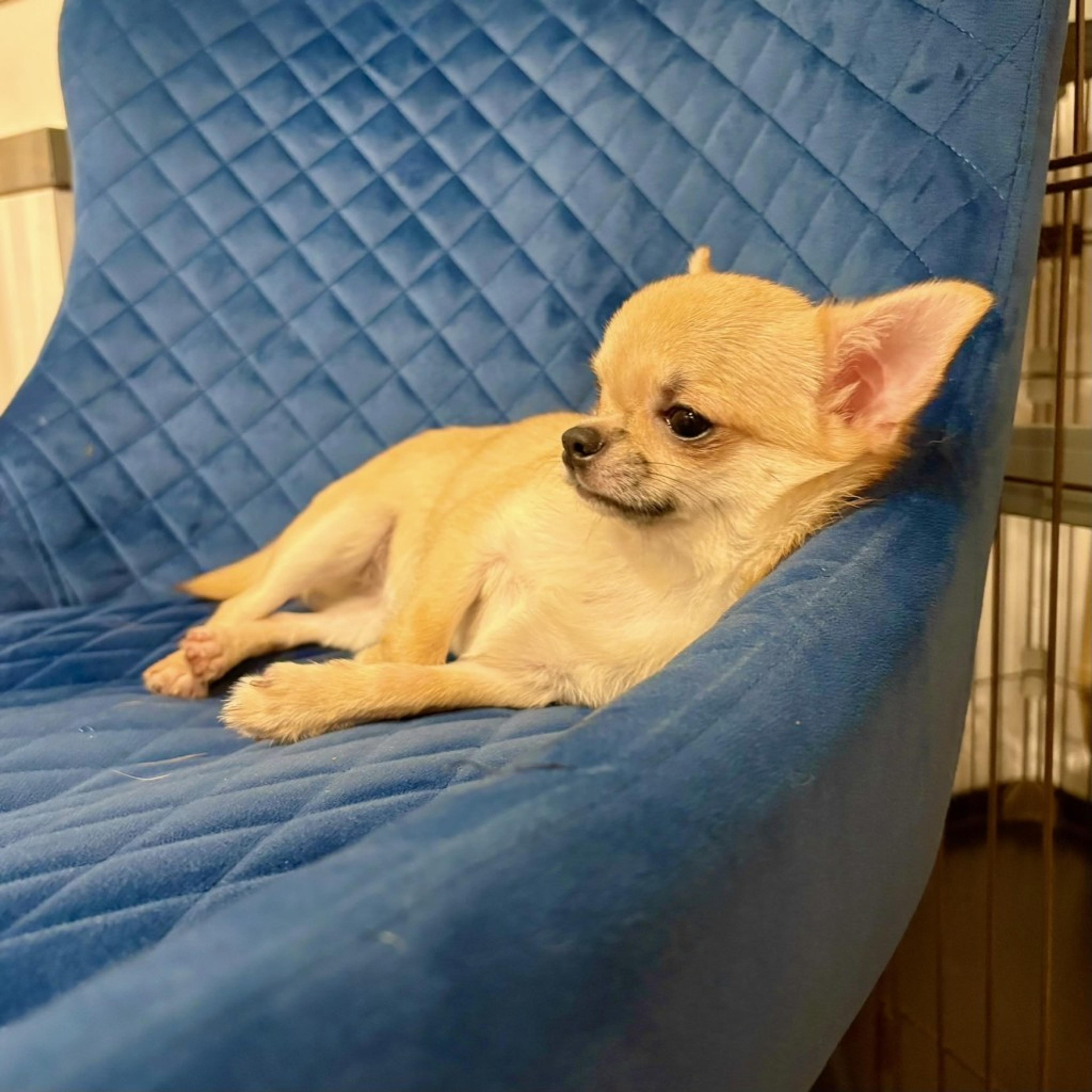 pet-image-7
