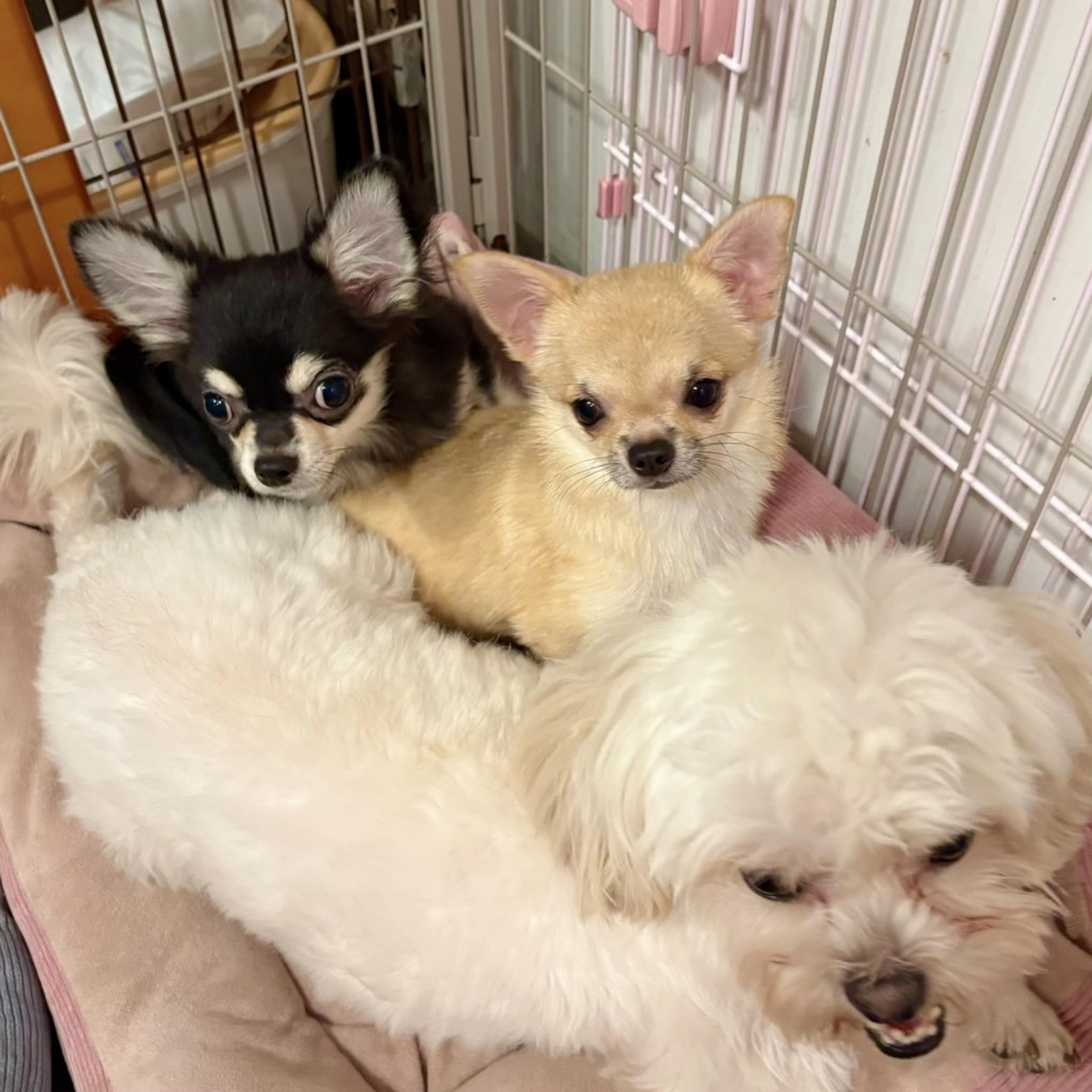 pet-image-5