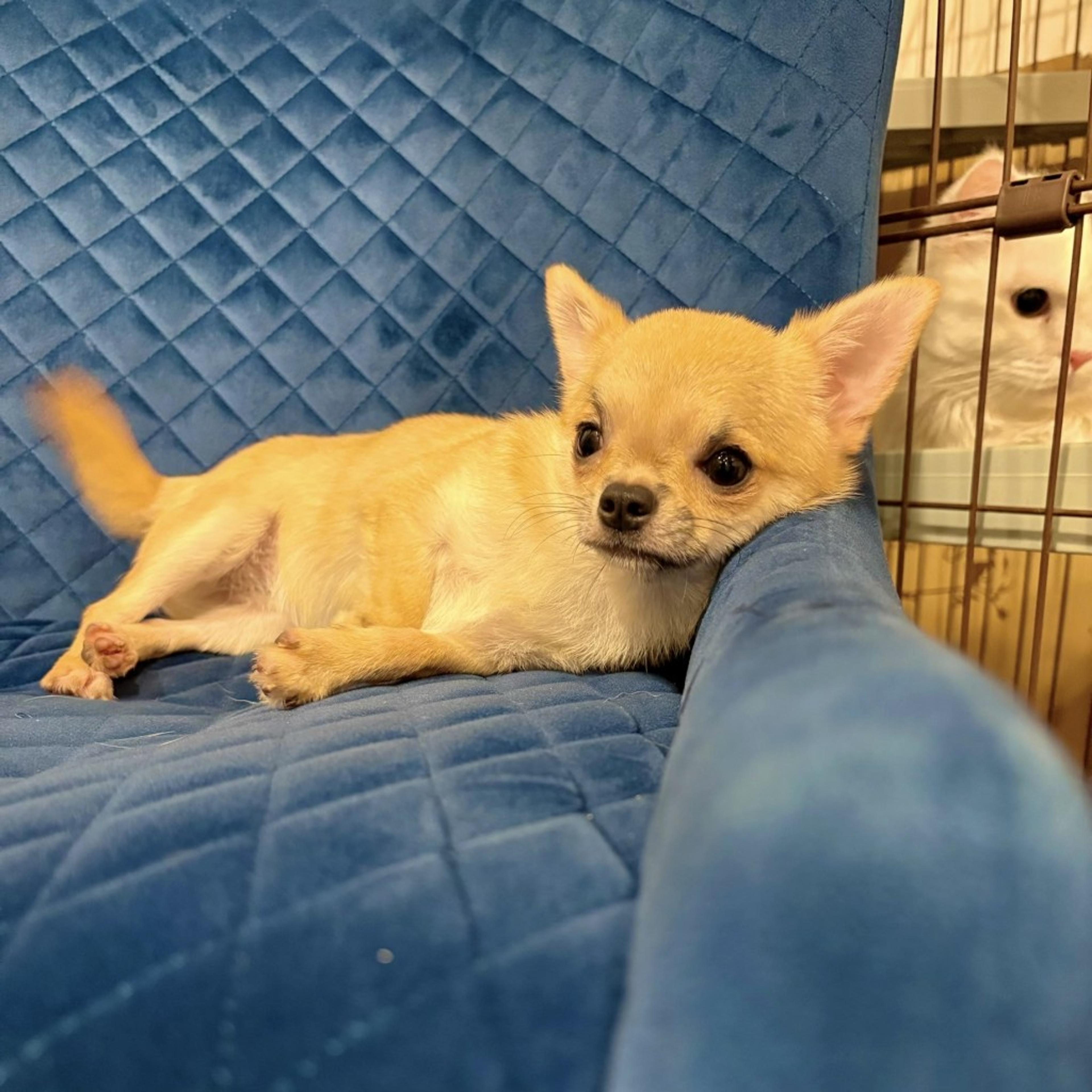 pet-image-6