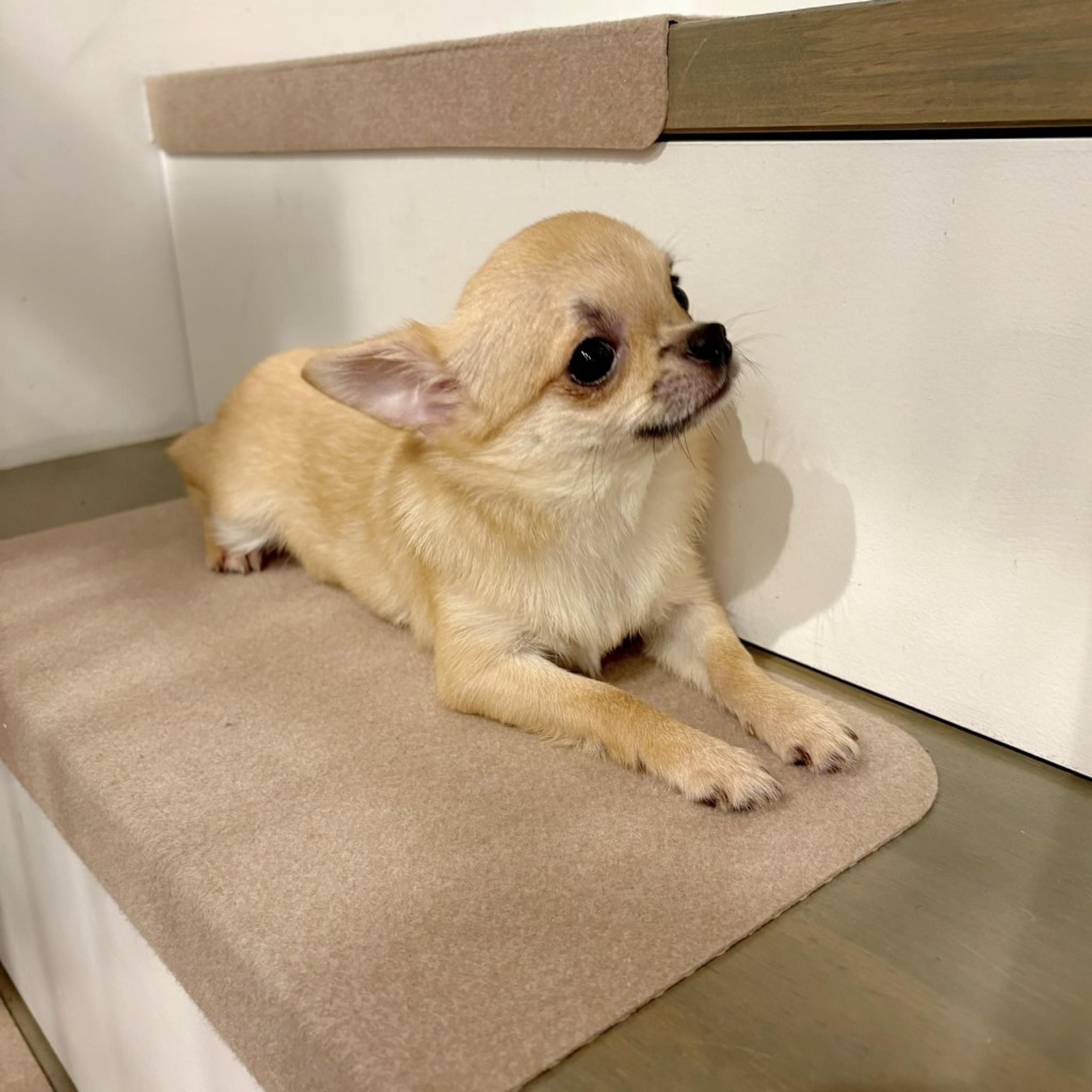 pet-image-2