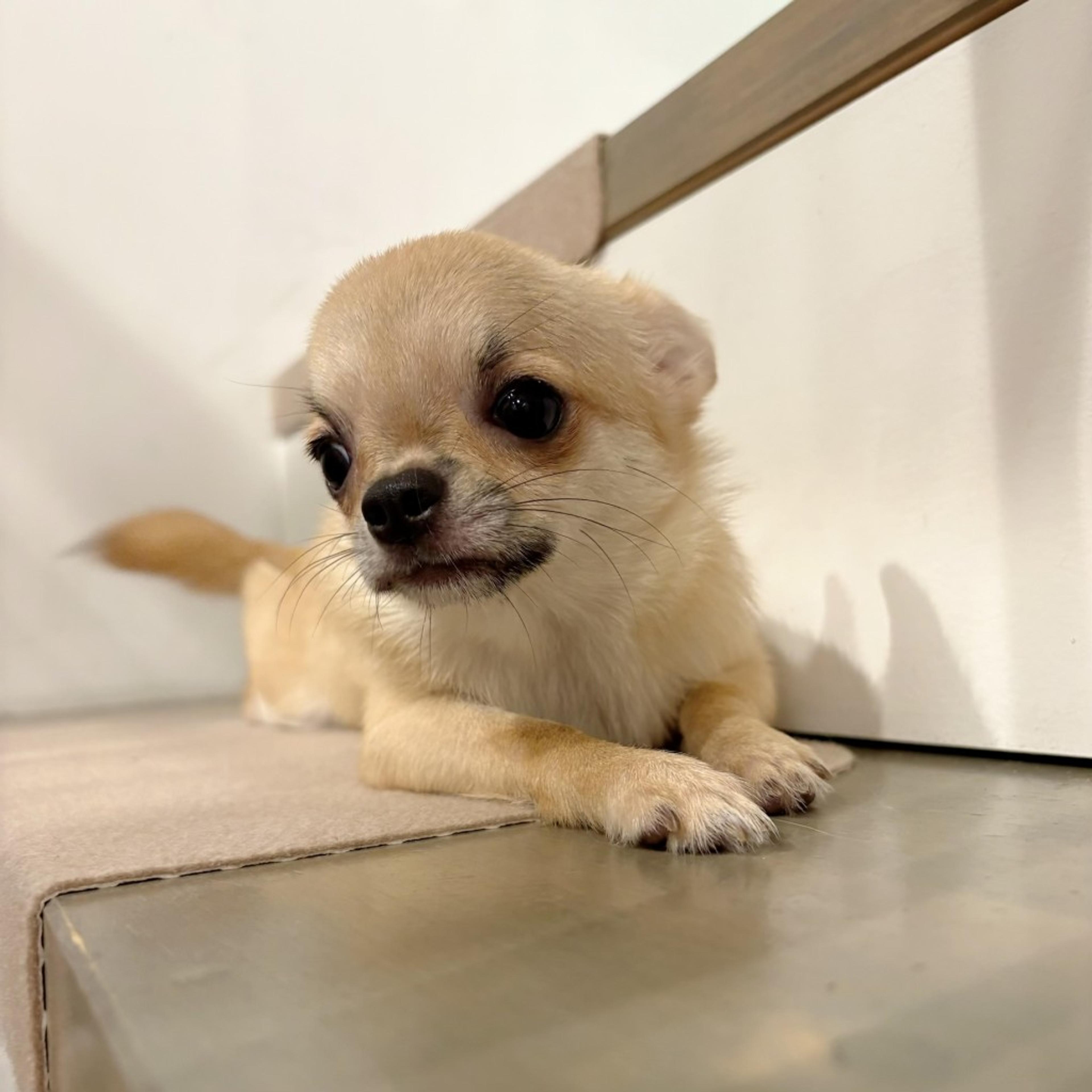 pet-image-4