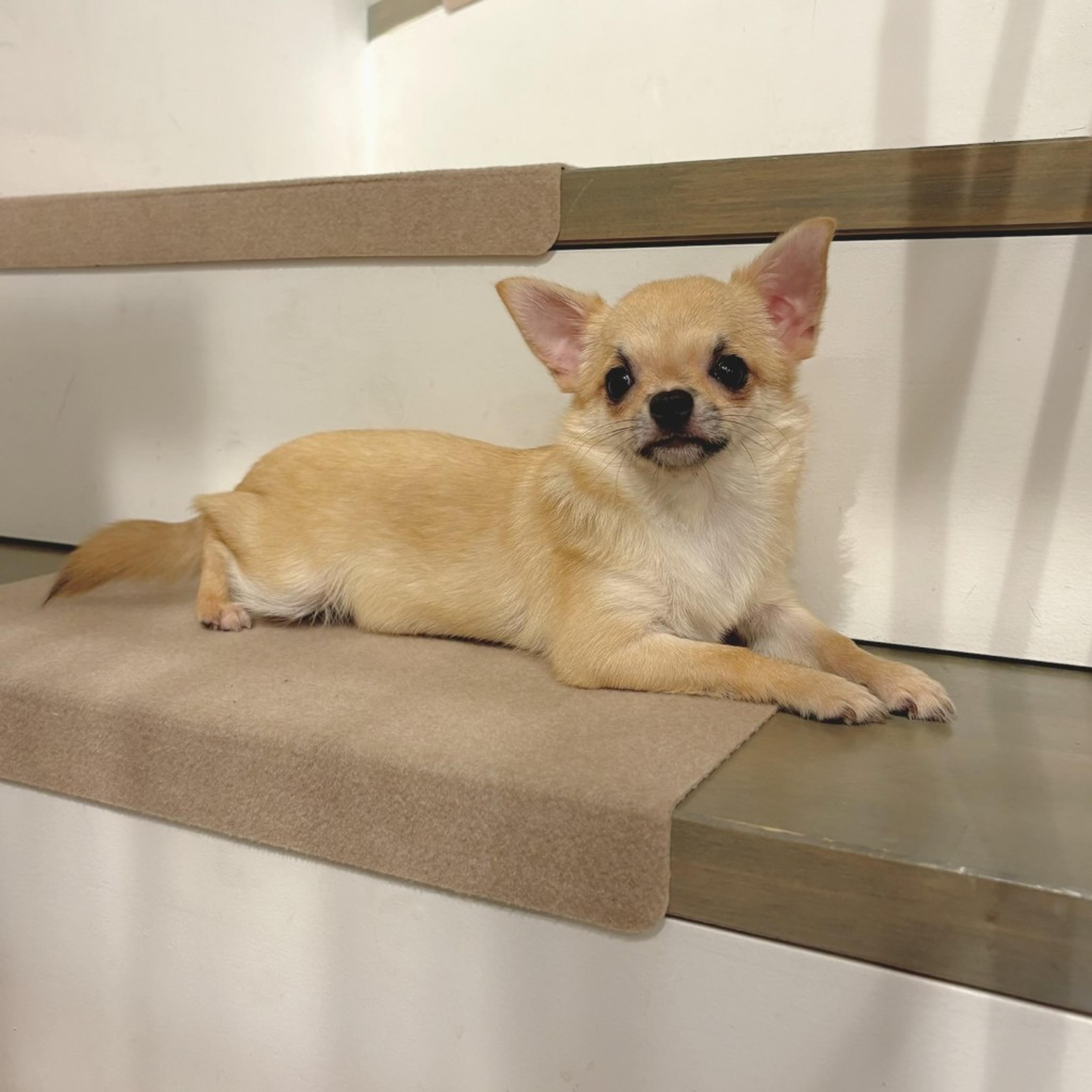 pet-image-8