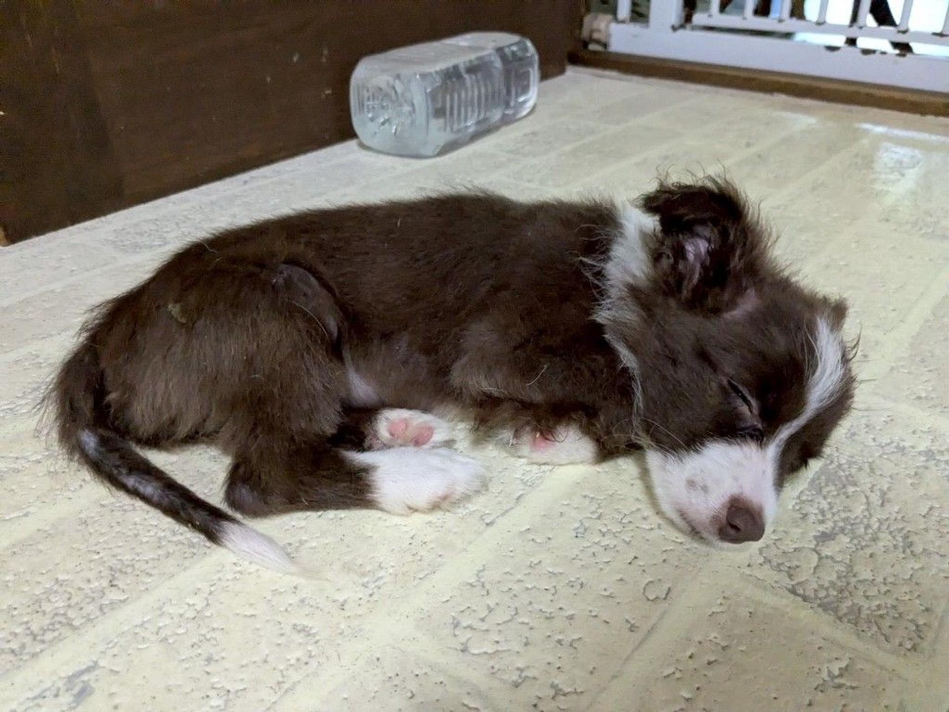 pet-image-3