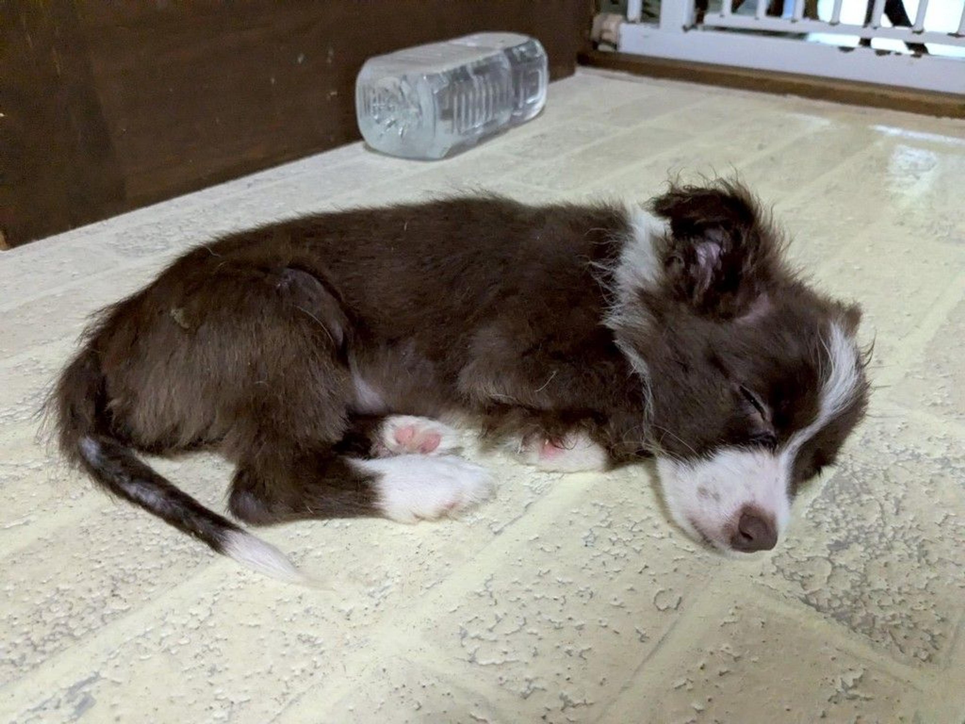 pet-image-3