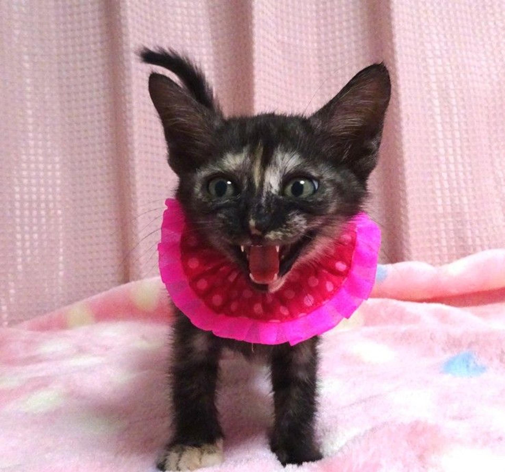 pet-image-3
