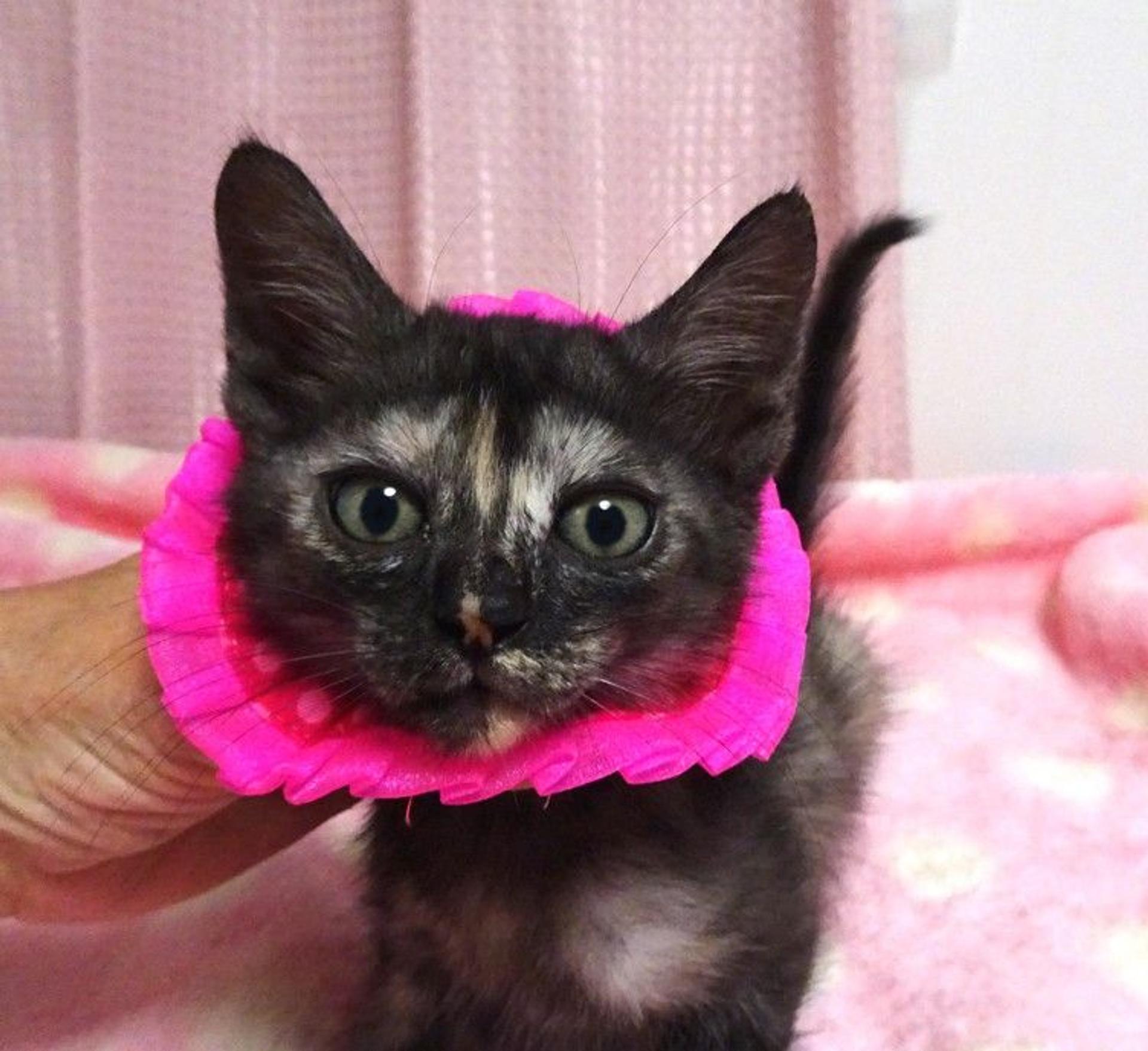 pet-image-2