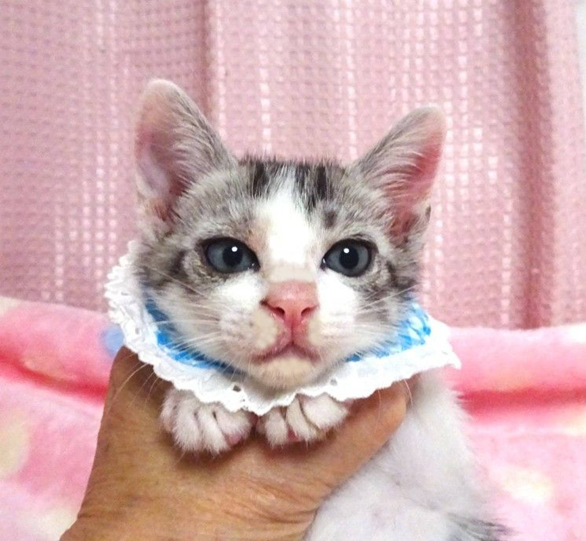 雑種（ミックス猫）・オスの里親募集の写真