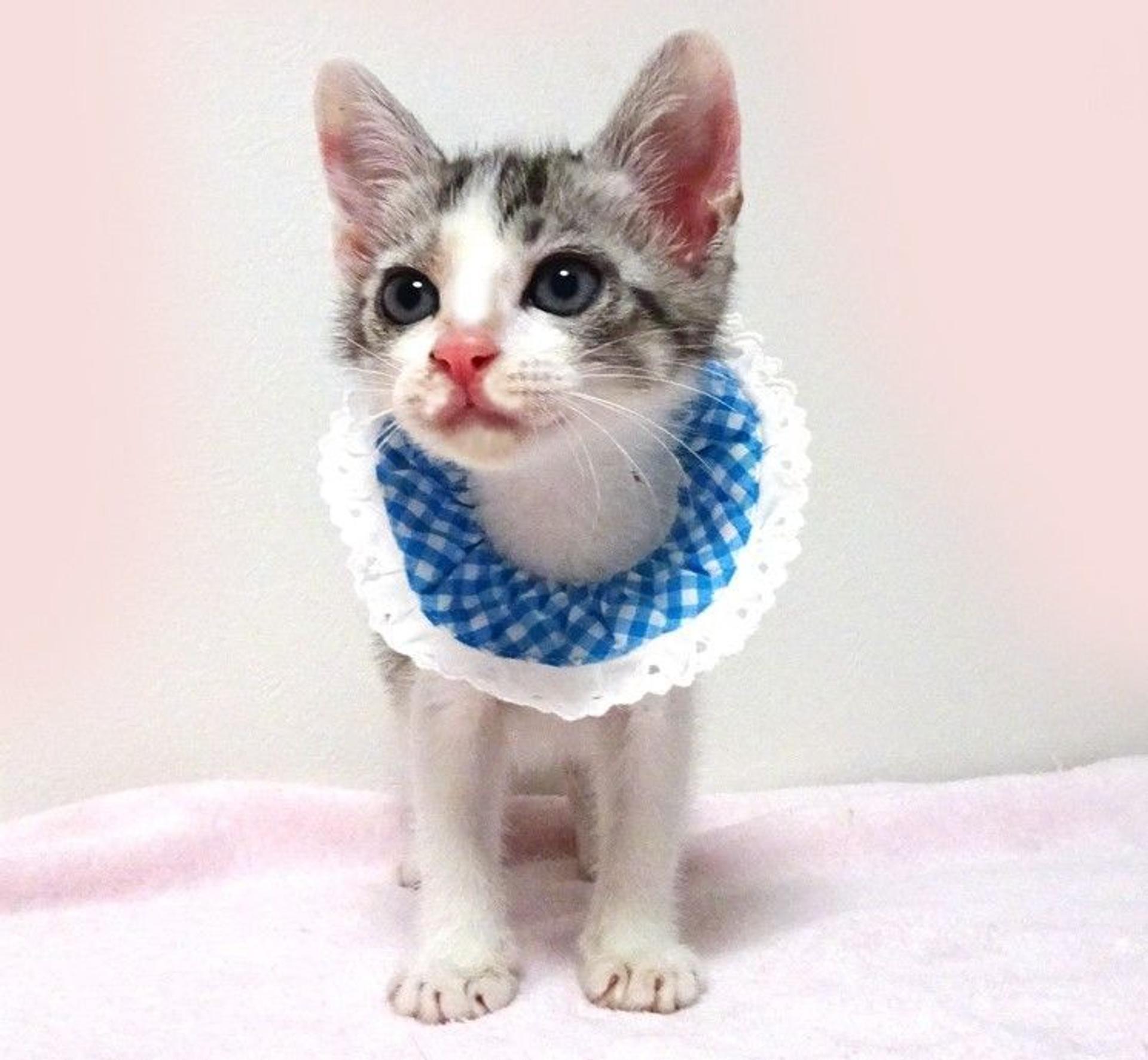 pet-image-2