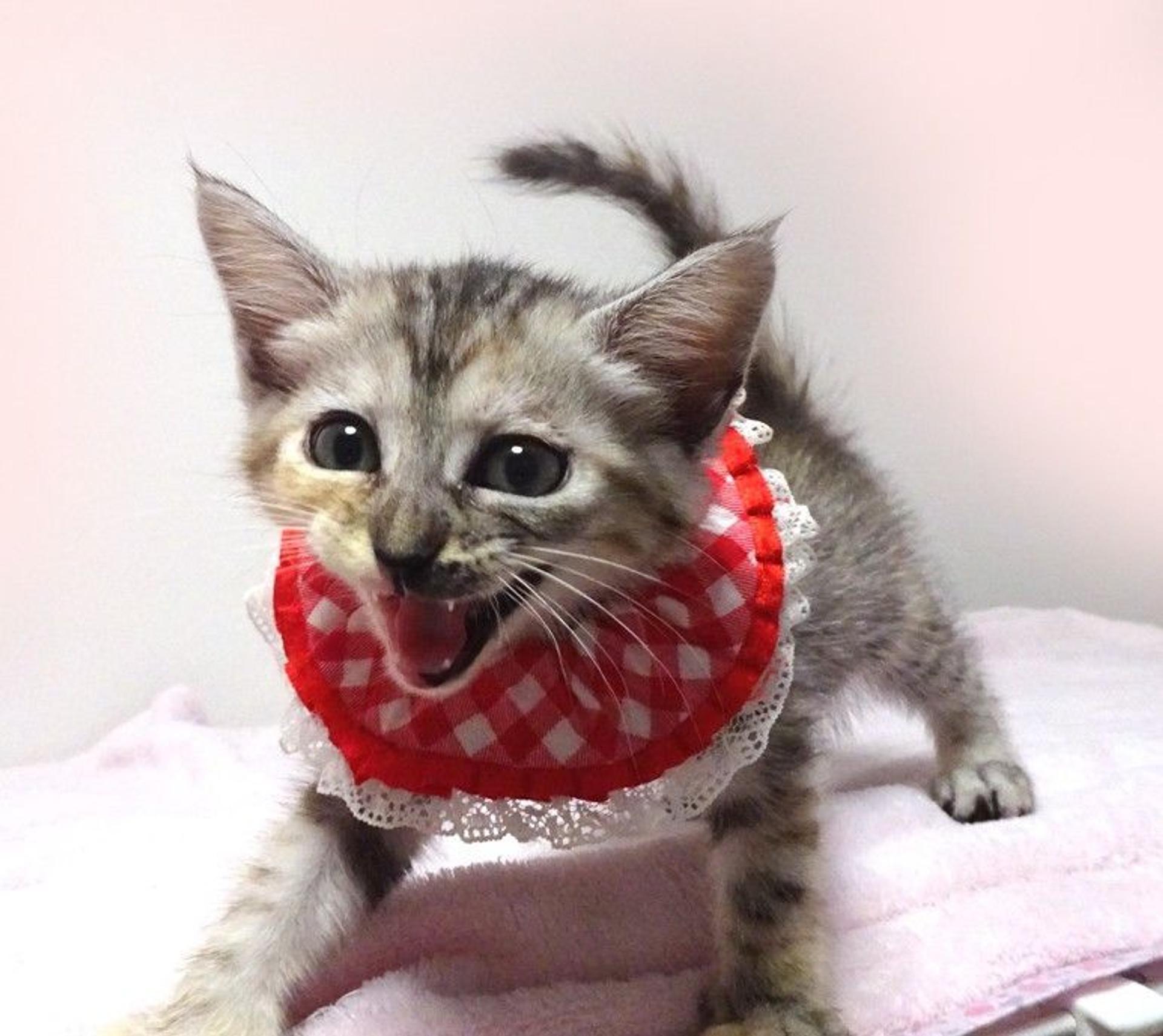 pet-image-3