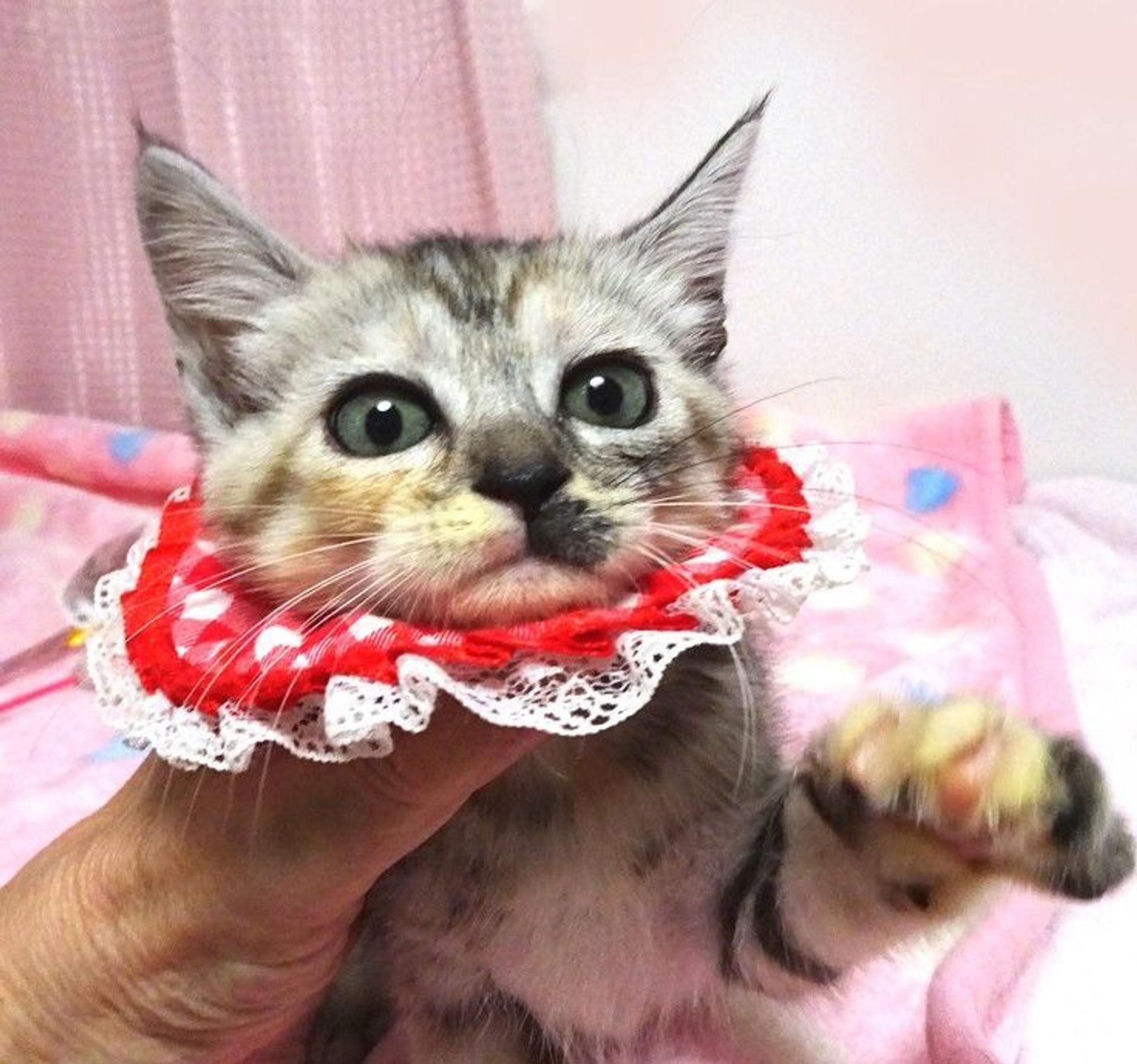 pet-image-2