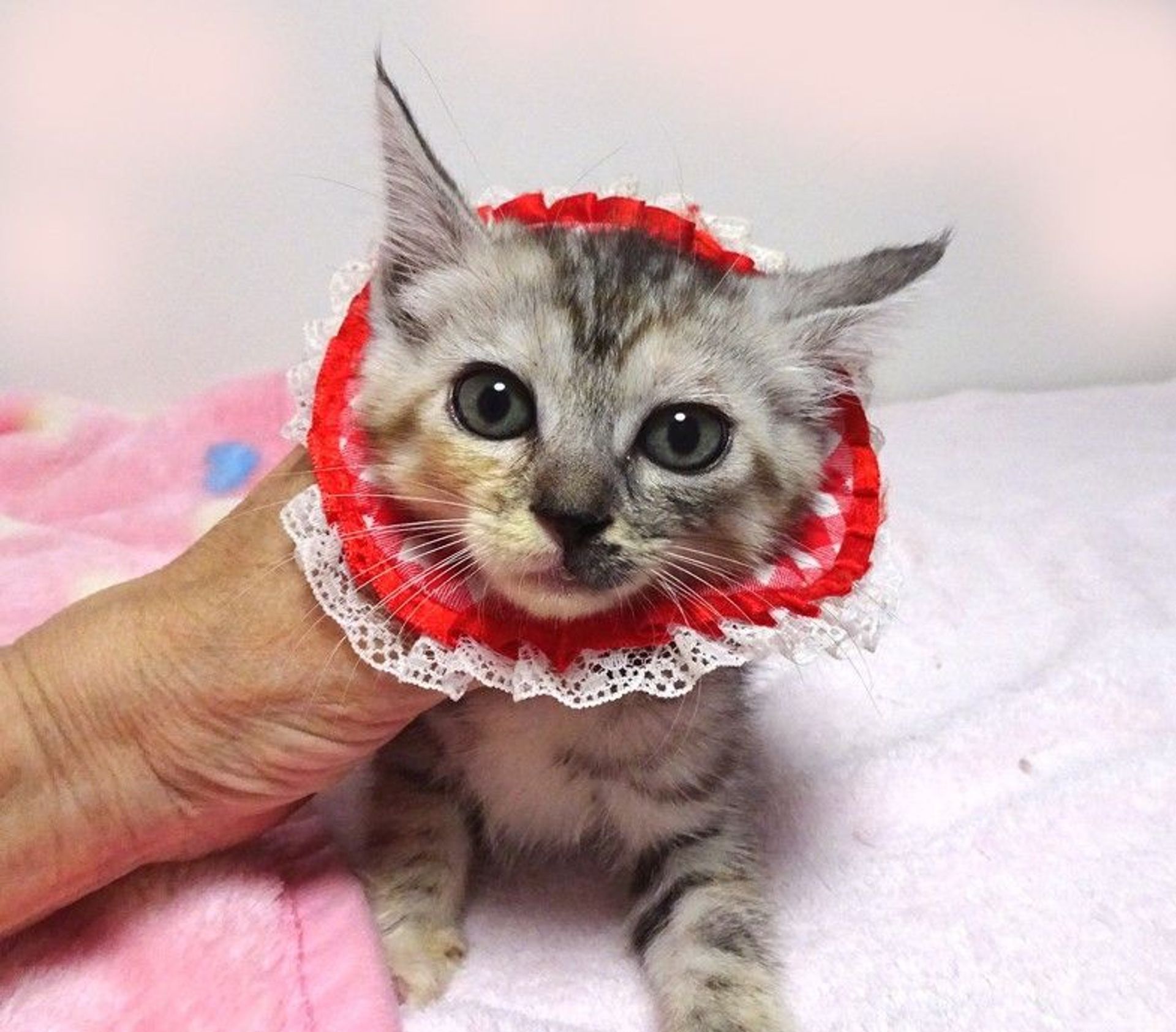 雑種（ミックス猫）・メスの里親募集の写真