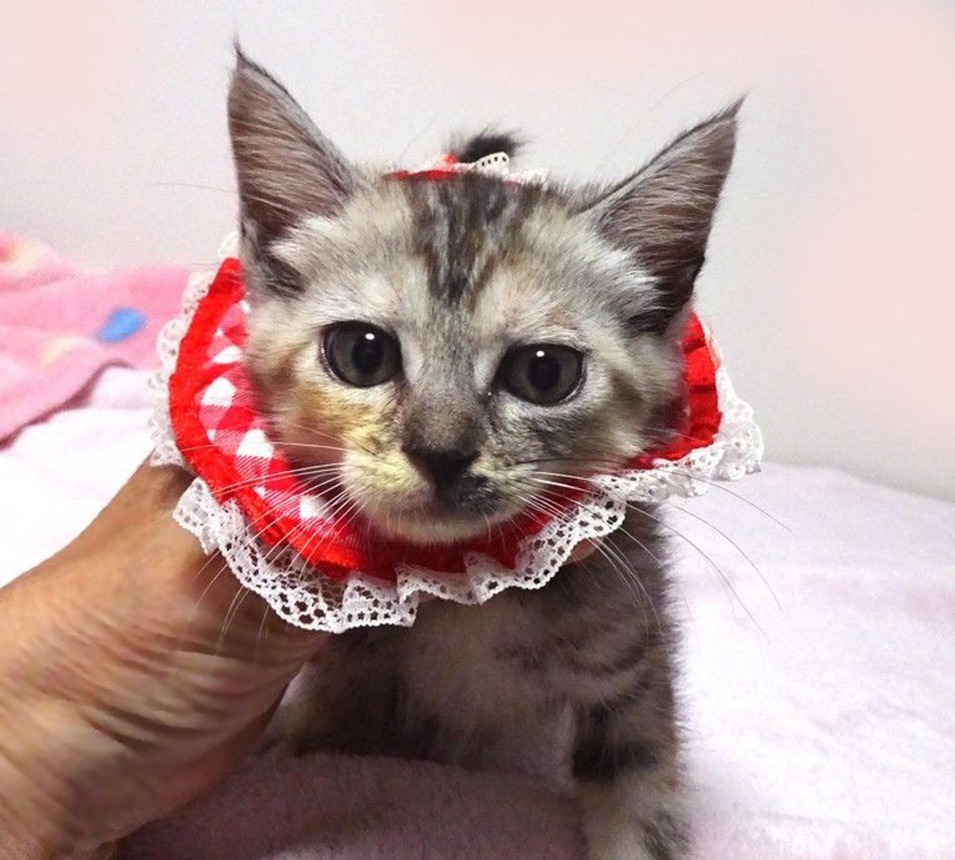 pet-image-4