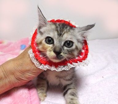 あやちゃん 
