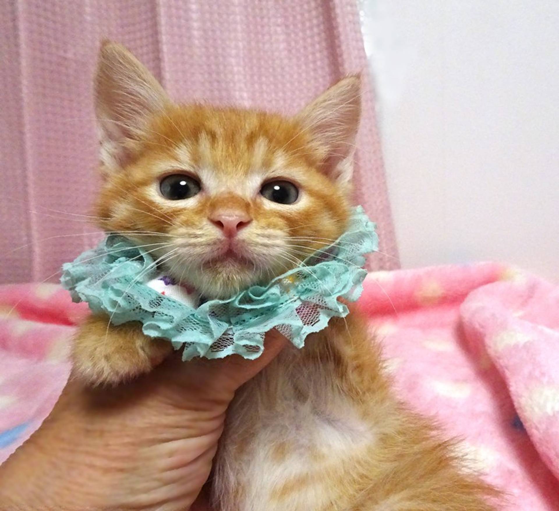 雑種（ミックス猫）・オスの里親募集の写真