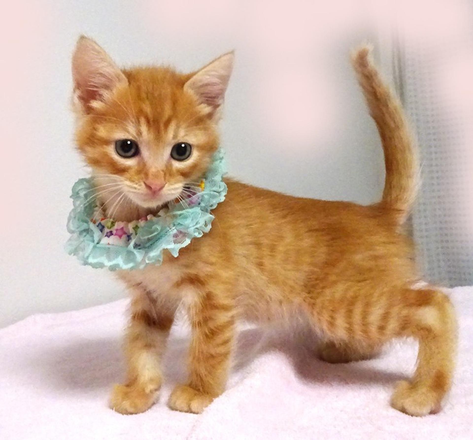 pet-image-3