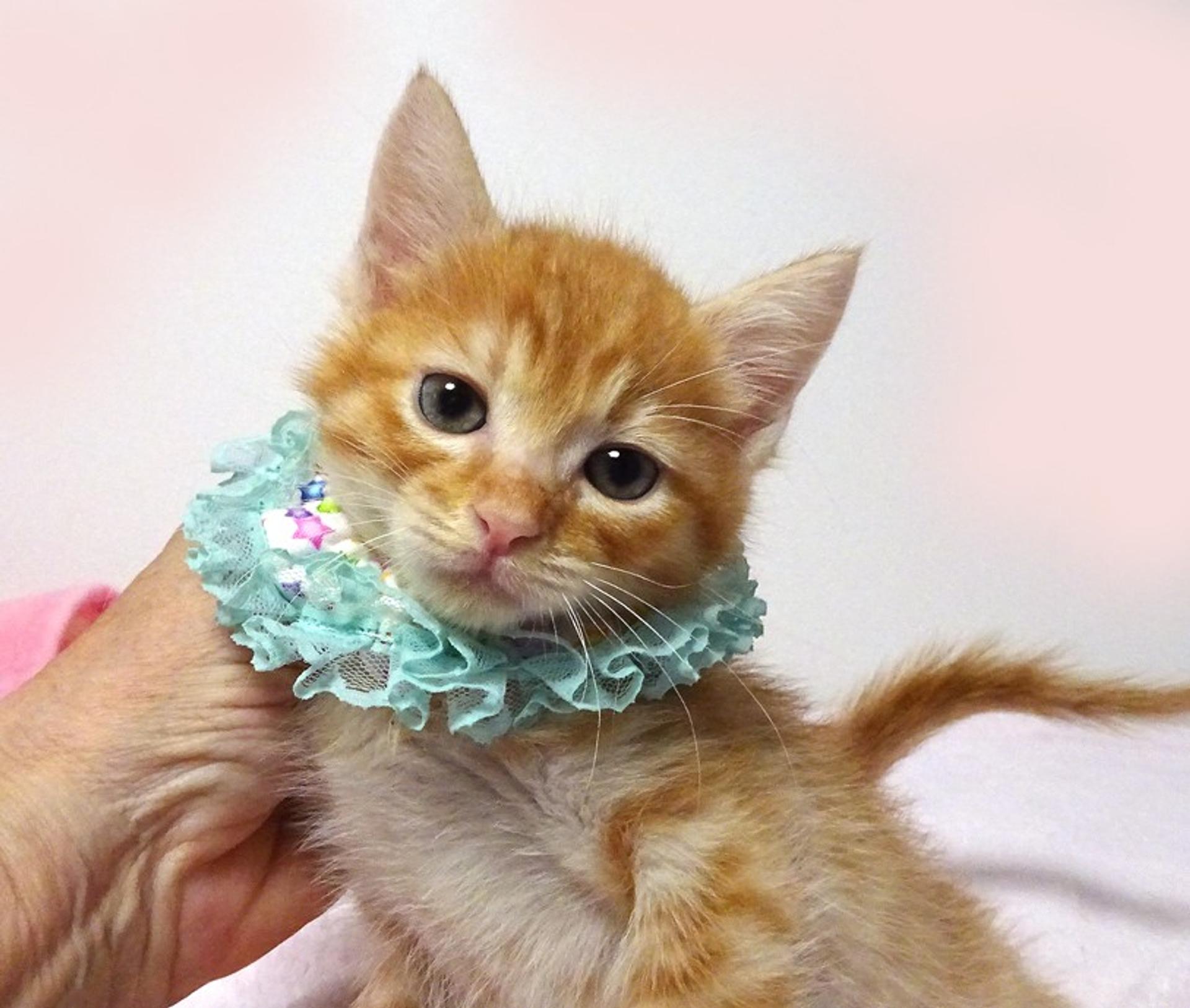 pet-image-4
