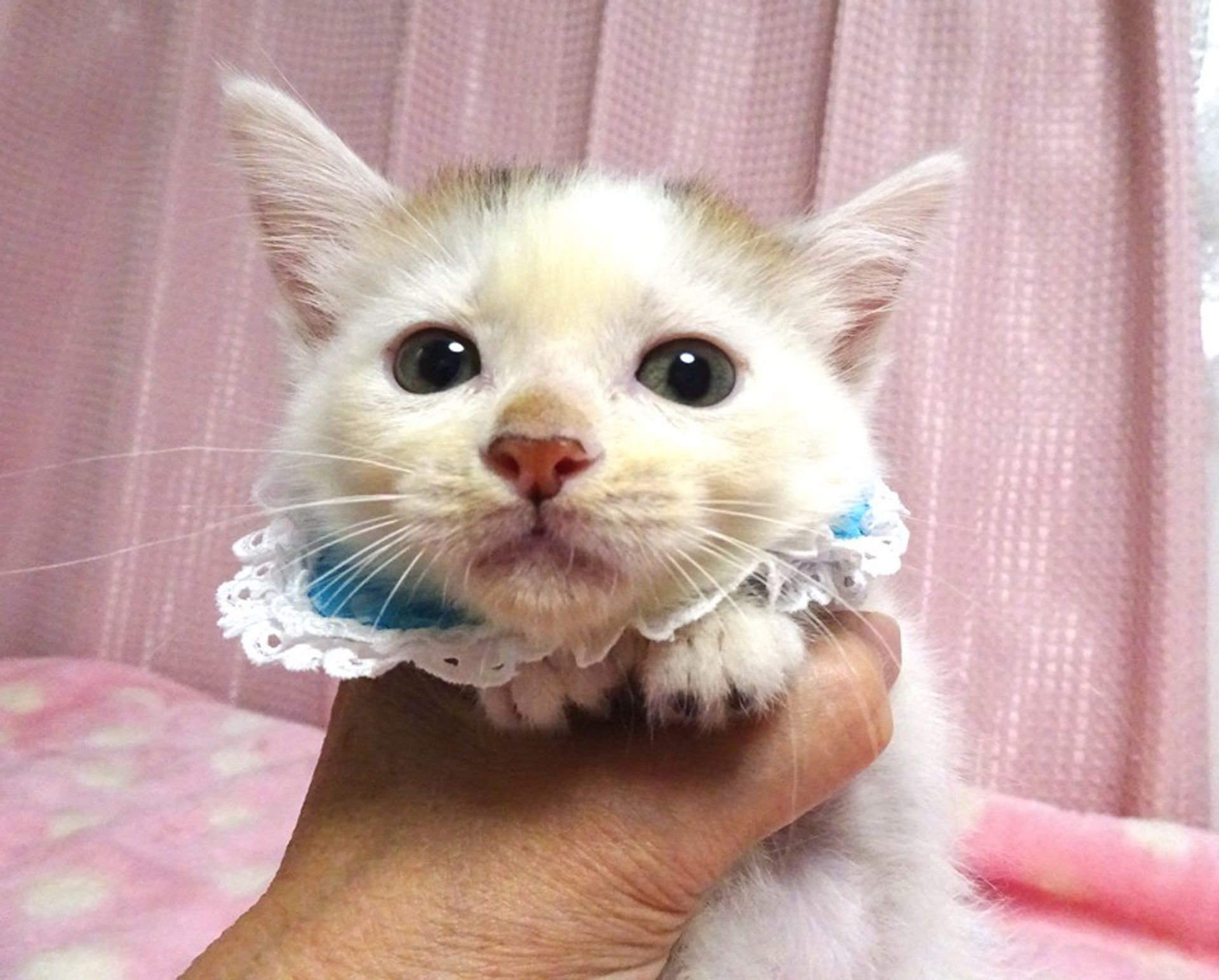 雑種（ミックス猫）・オスの里親募集の写真