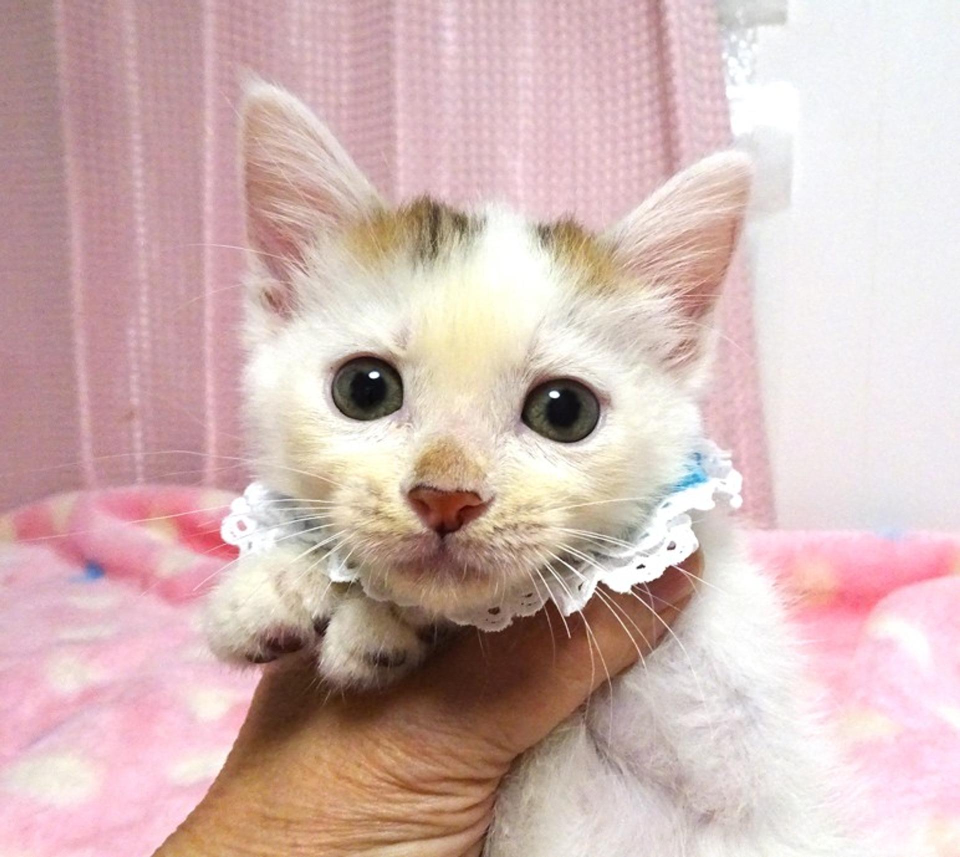 pet-image-2