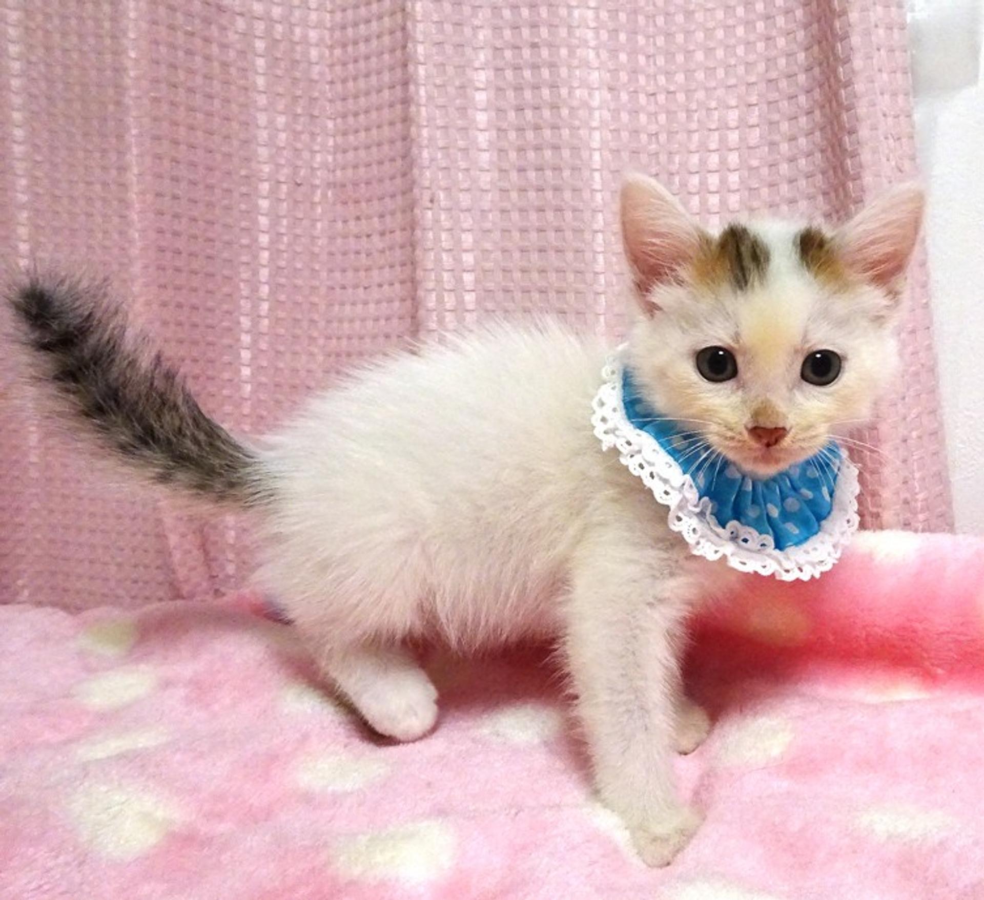 pet-image-3