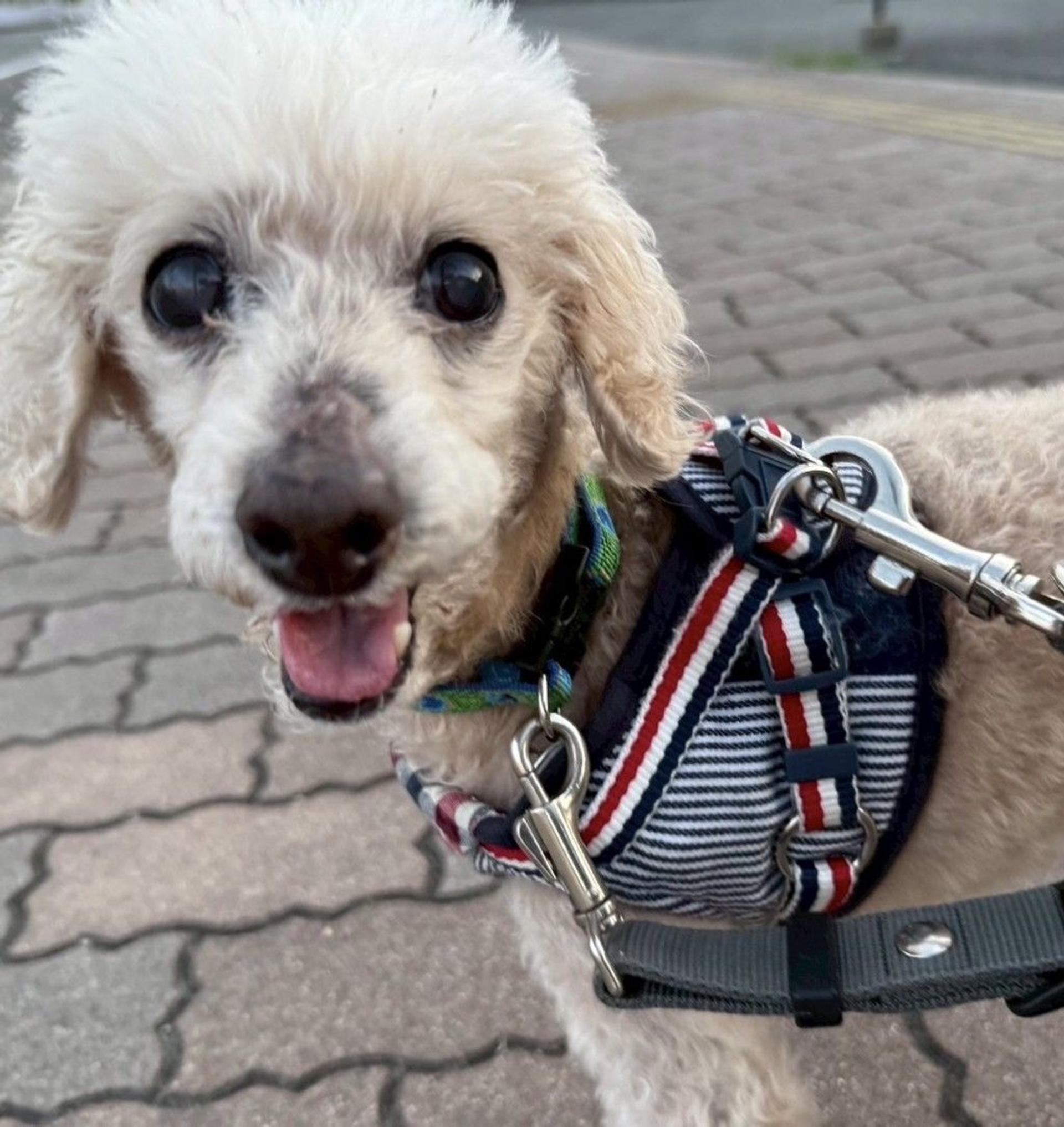 pet-image-7