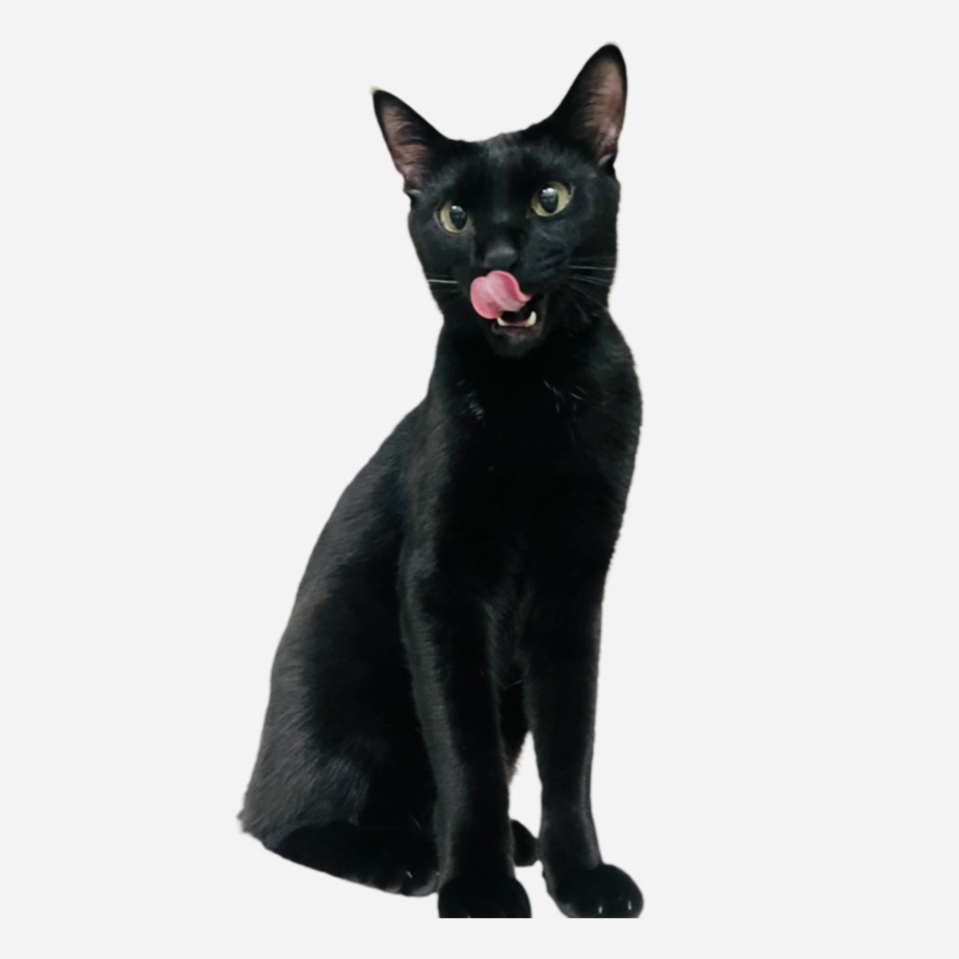 雑種（ミックス猫）・オスの里親募集の写真