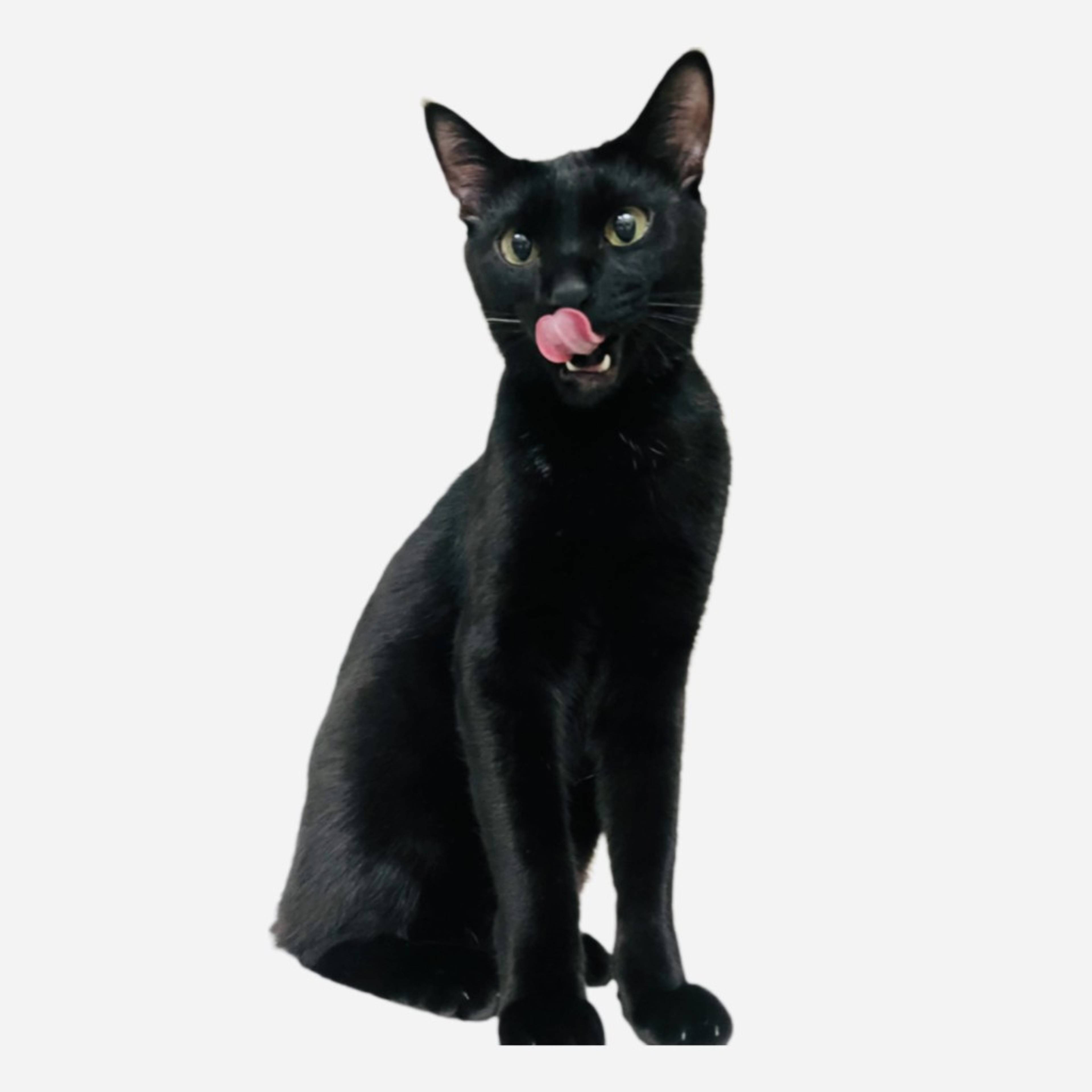 雑種（ミックス猫）・オスの里親募集の写真