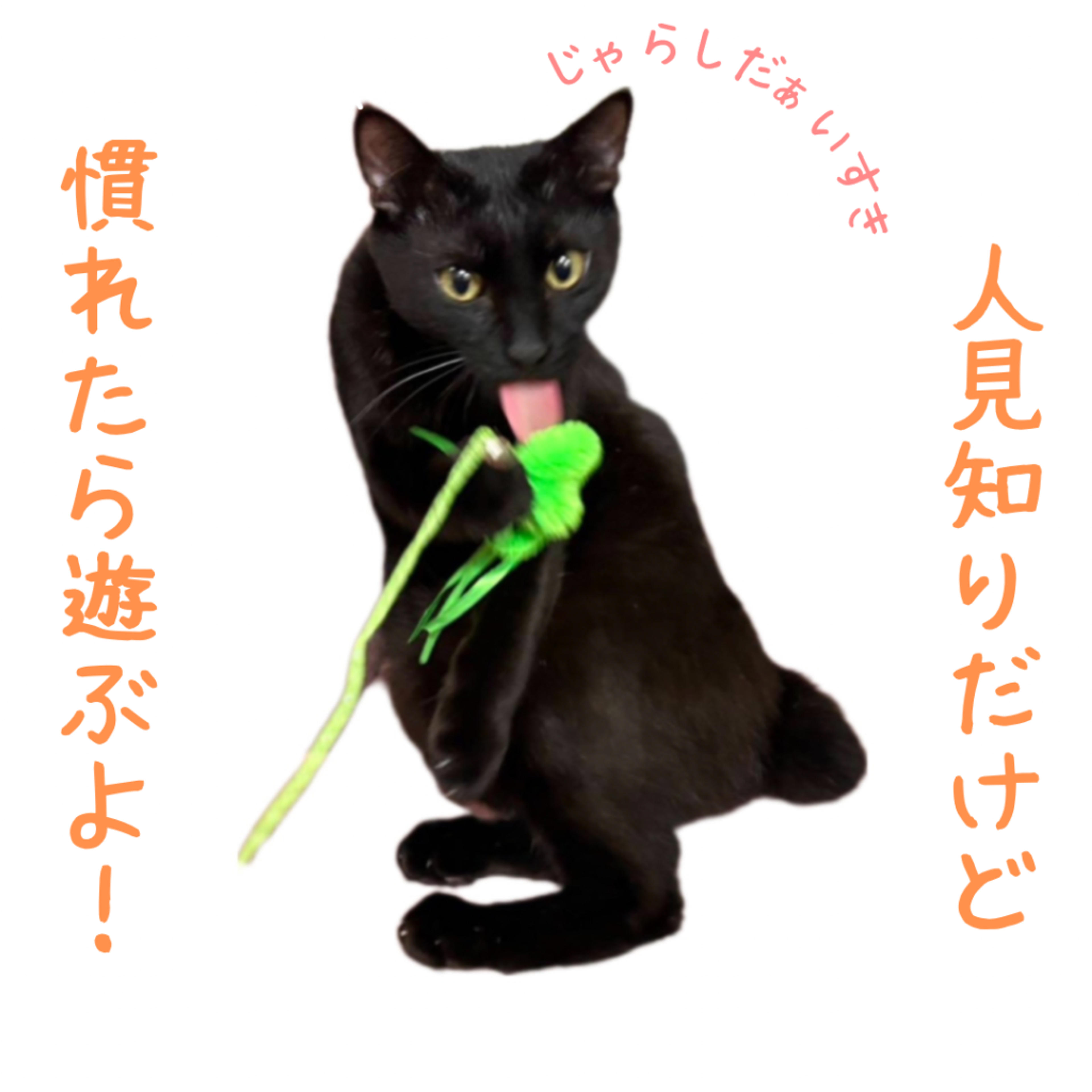 pet-image-2