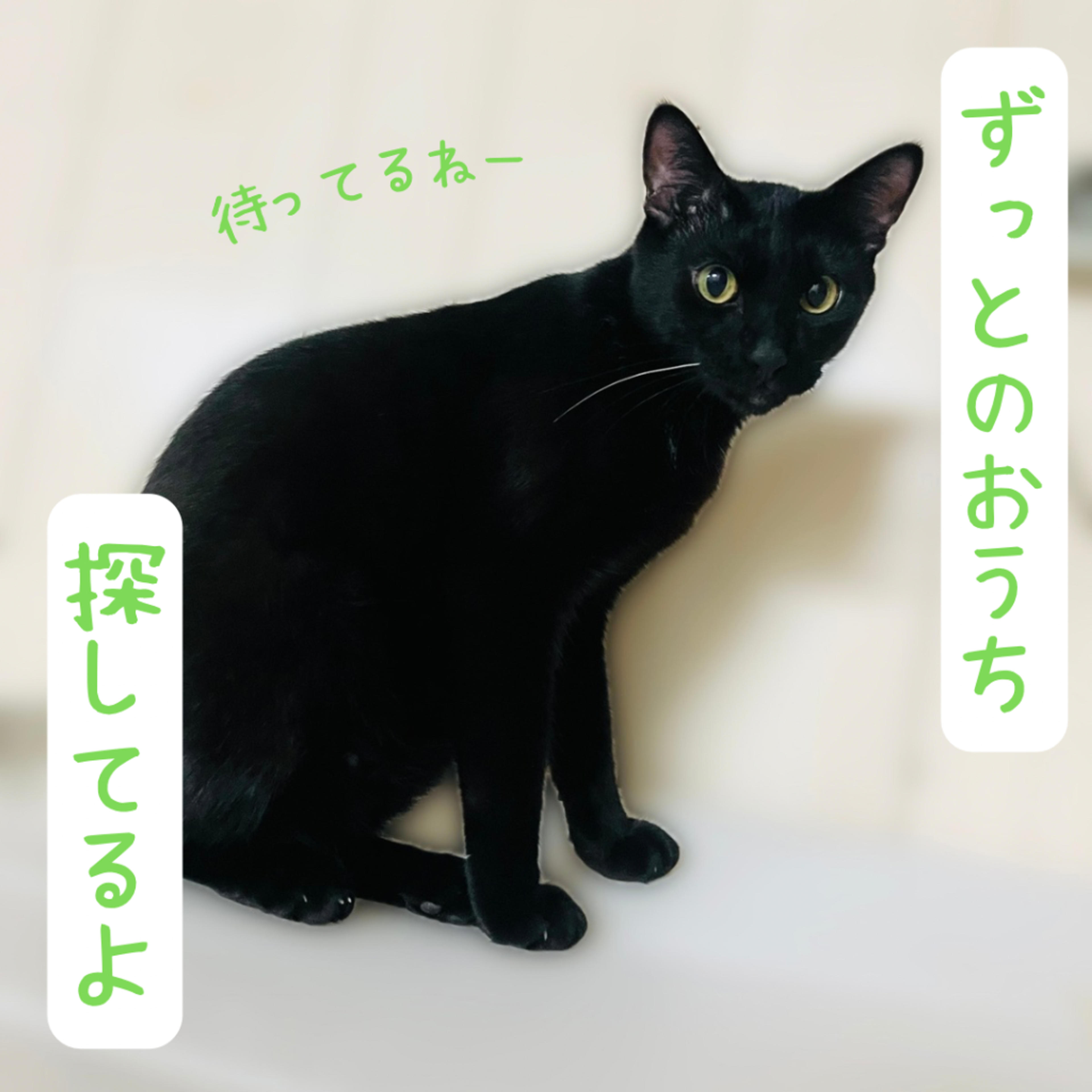 pet-image-4