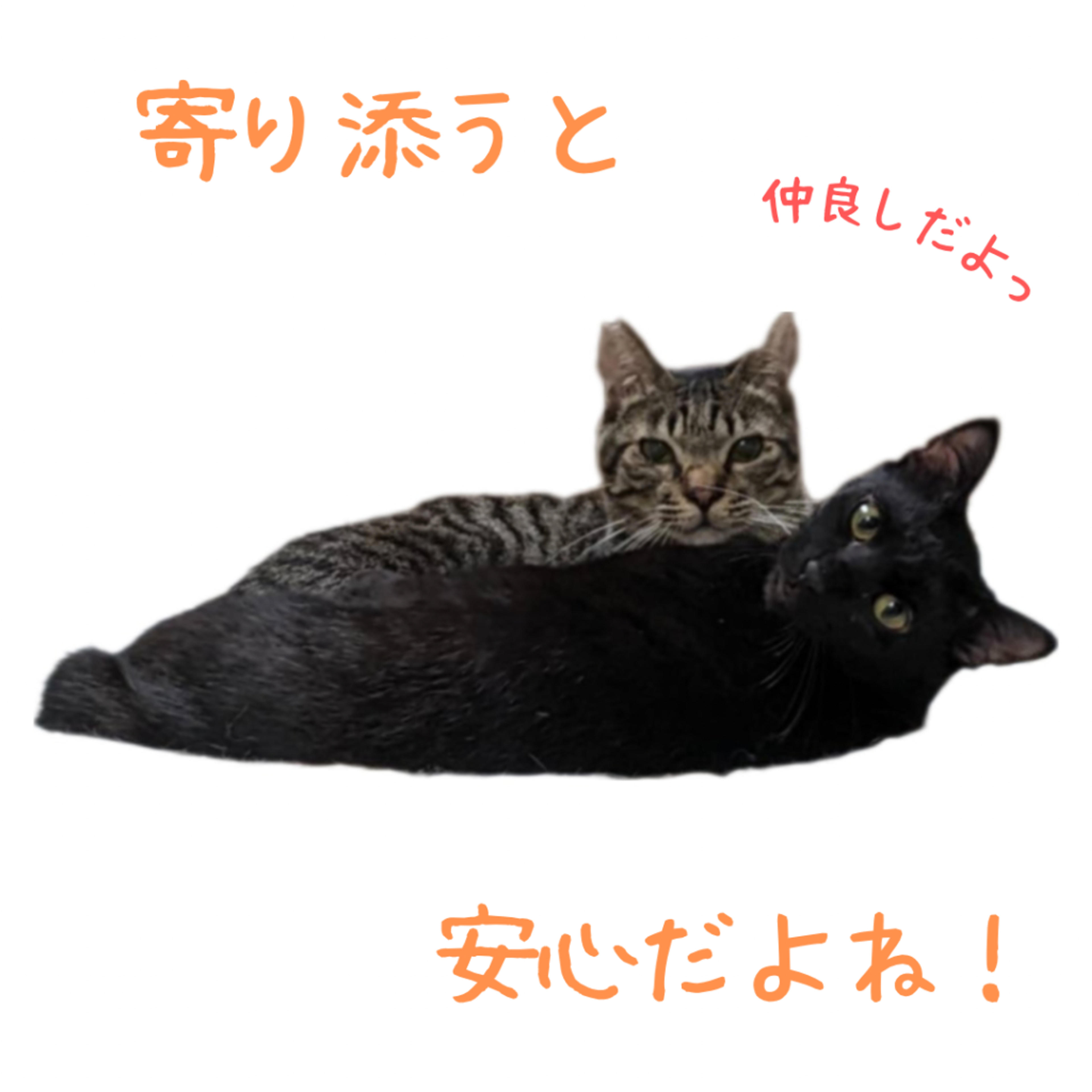 pet-image-5