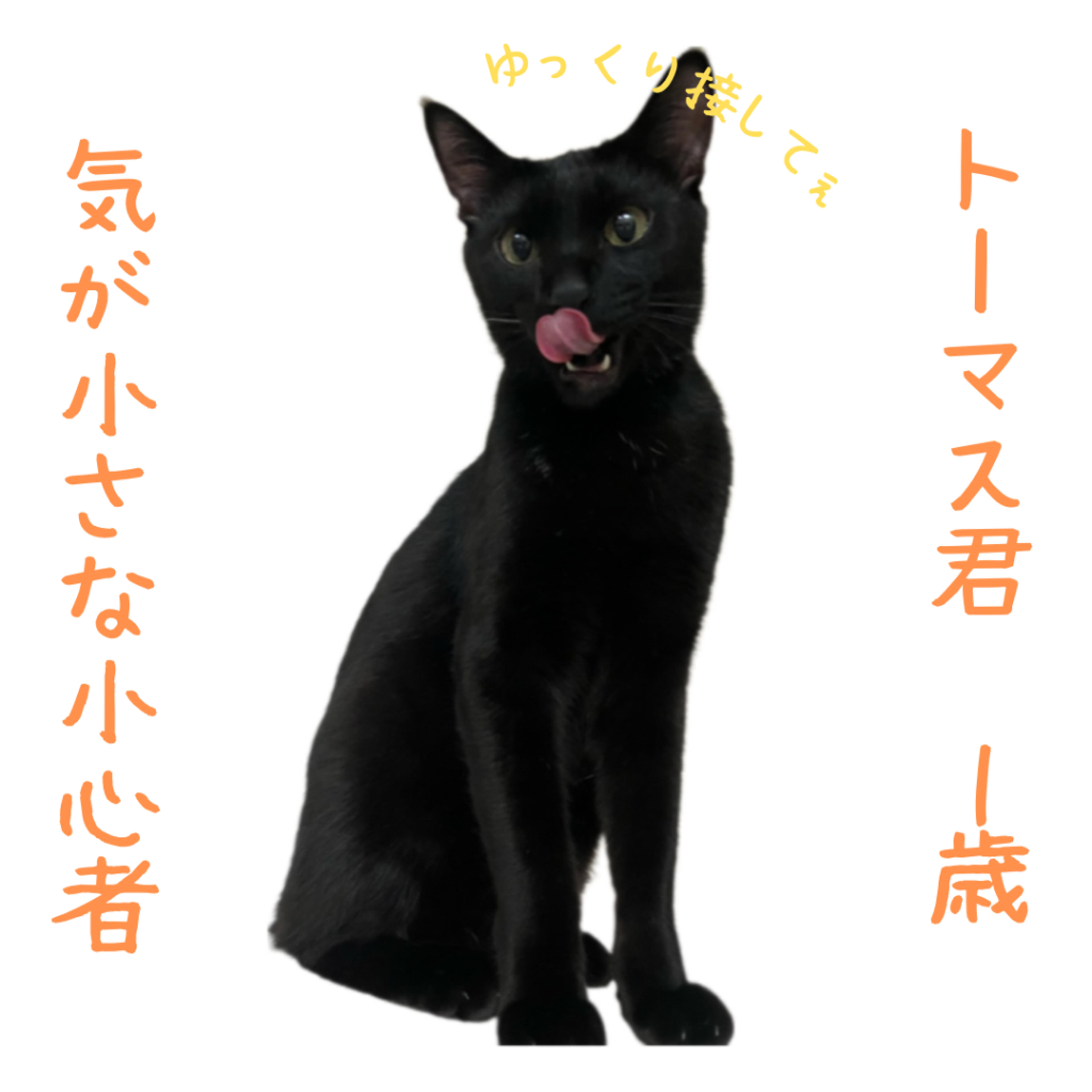 pet-image-3