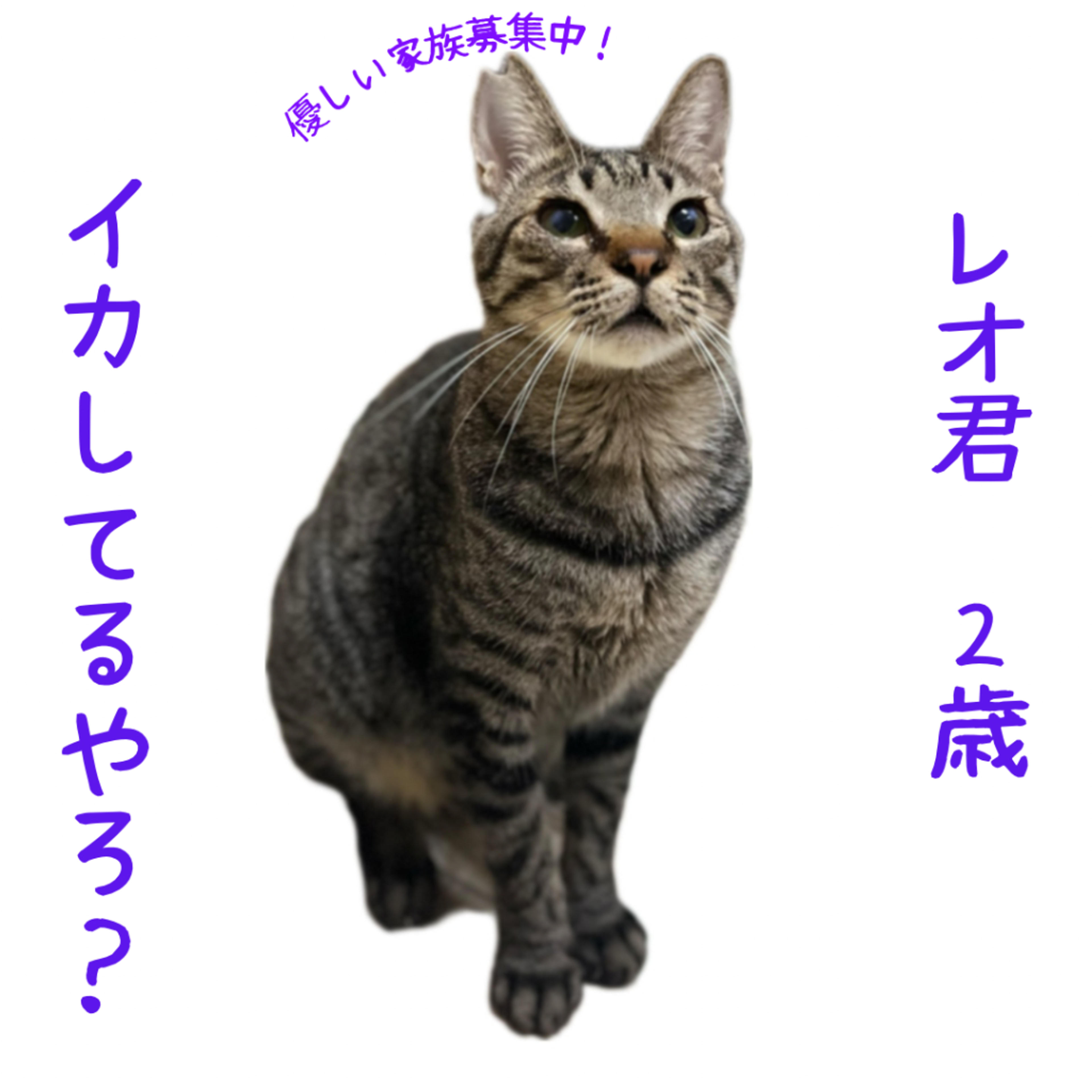 pet-image-2